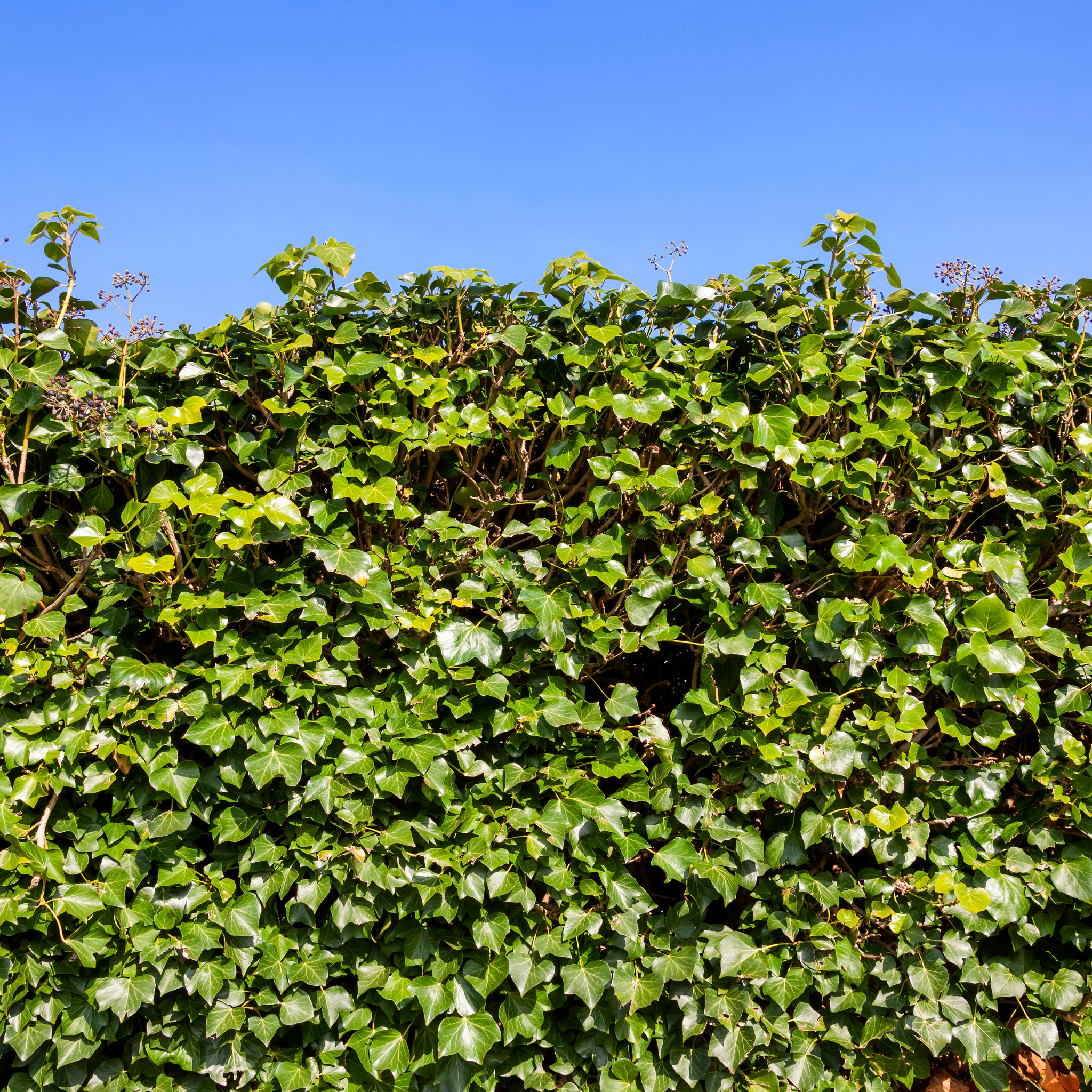 Canary Island Ivy - Hedera canariensis