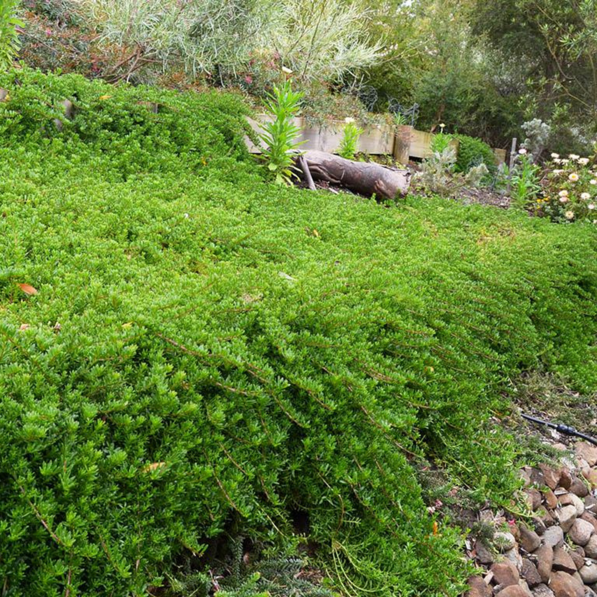 Creeping Boobialla - Myoporum parvifolium