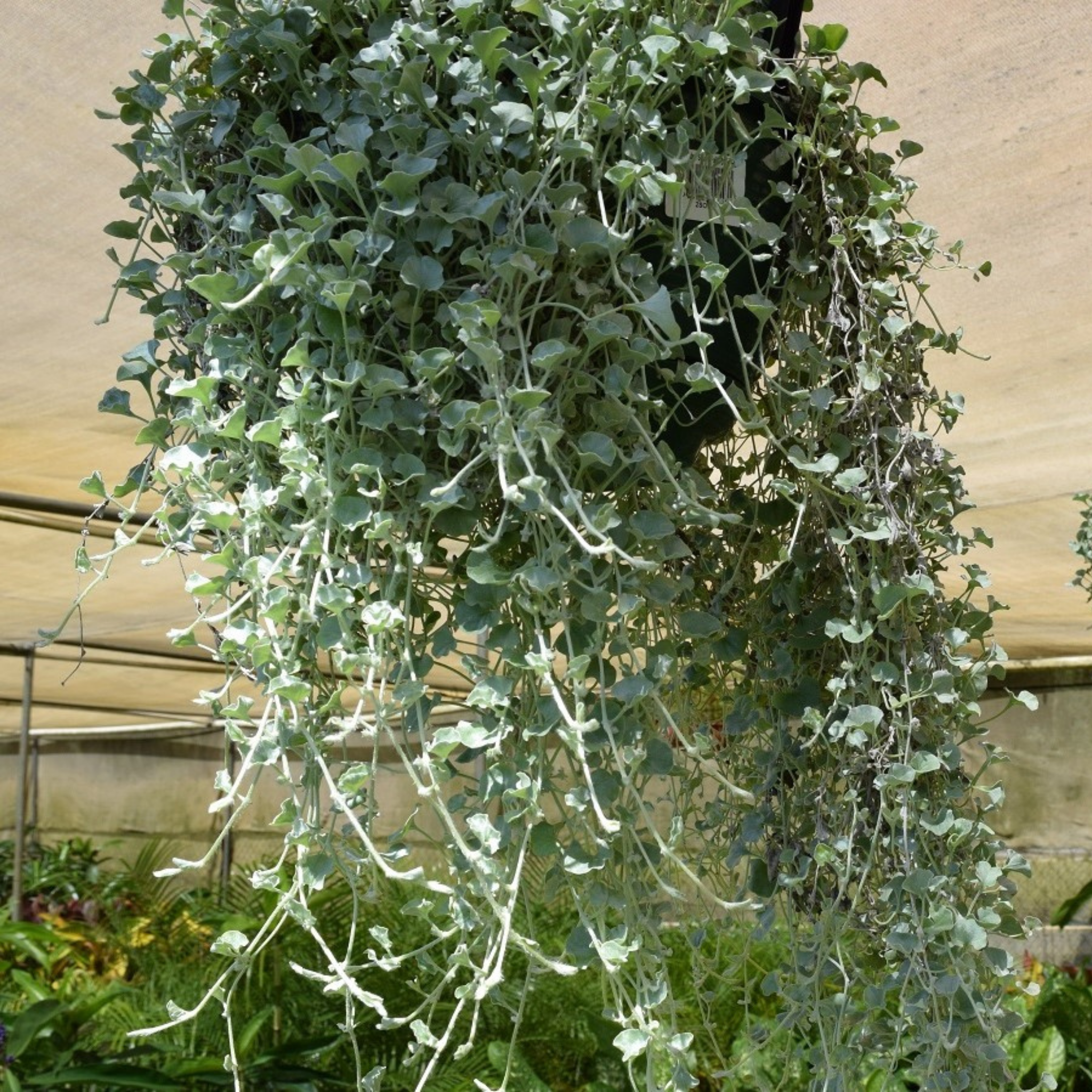 Silver Kidney Grass - Dichondra argentea Silver Falls