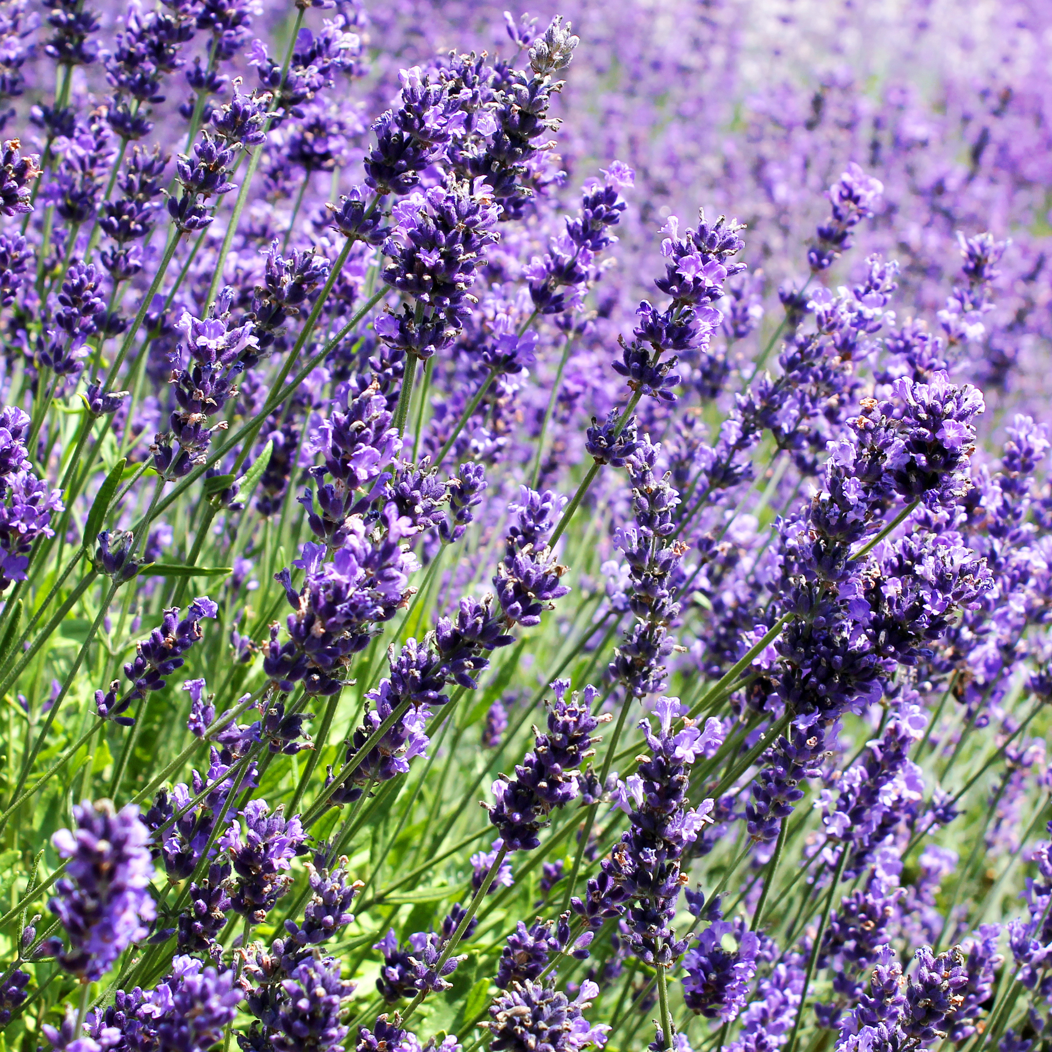 English Lavender - Lavandula angustifolia