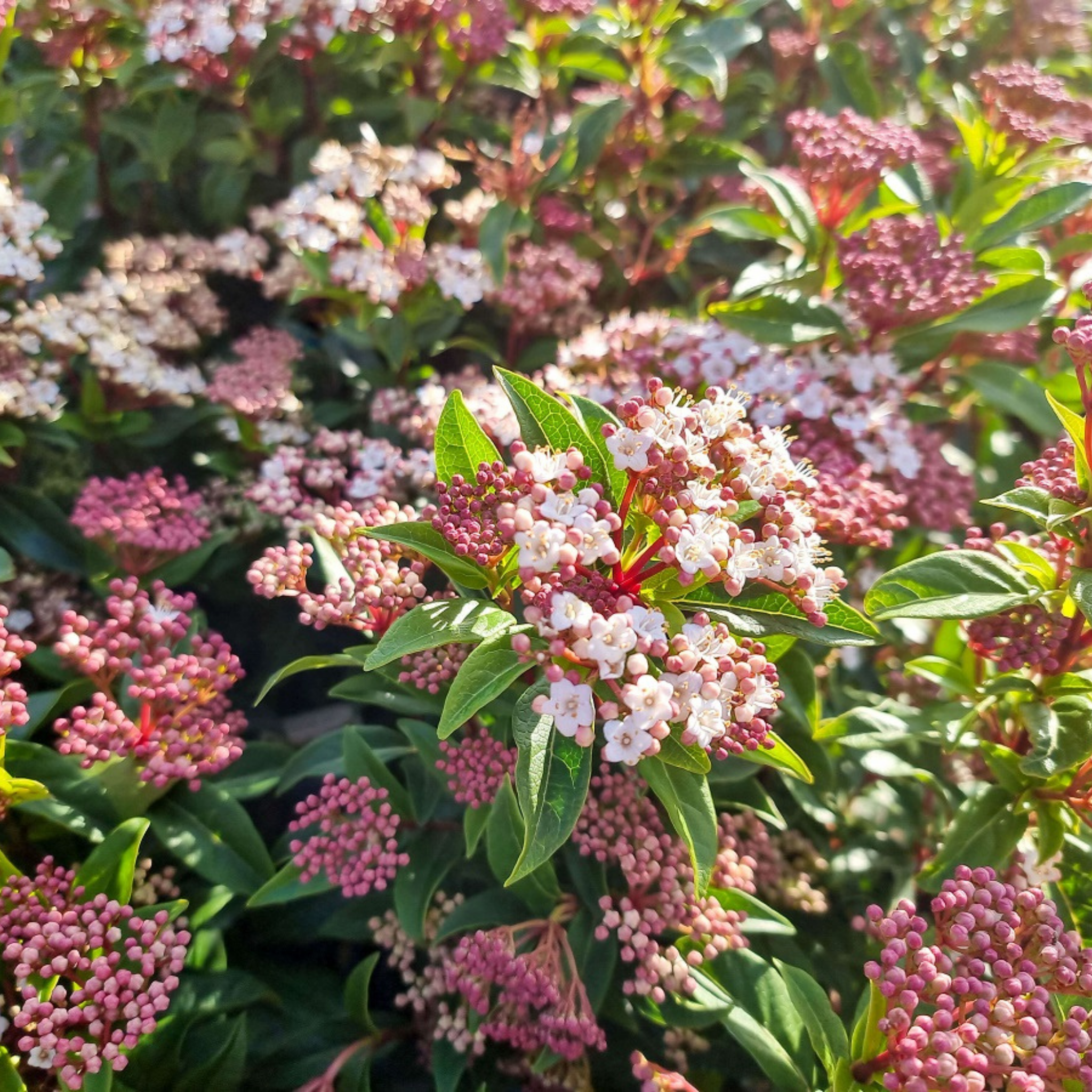 Viburnum tinus - Laurustinus