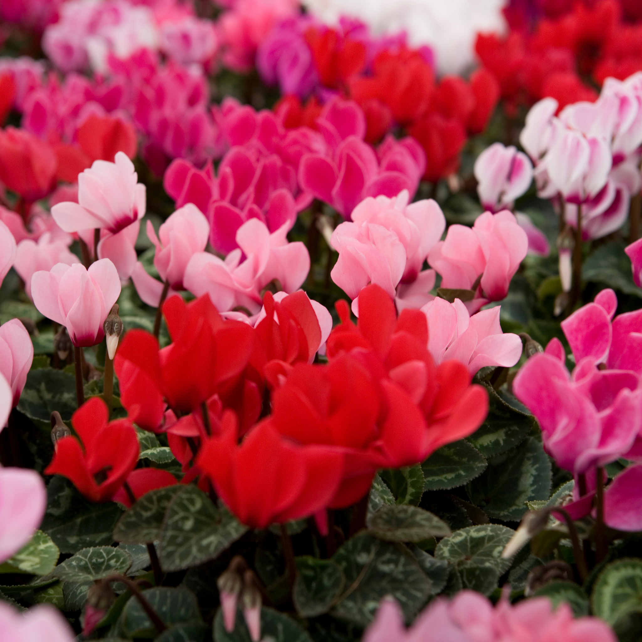 Cyclamen Assorted