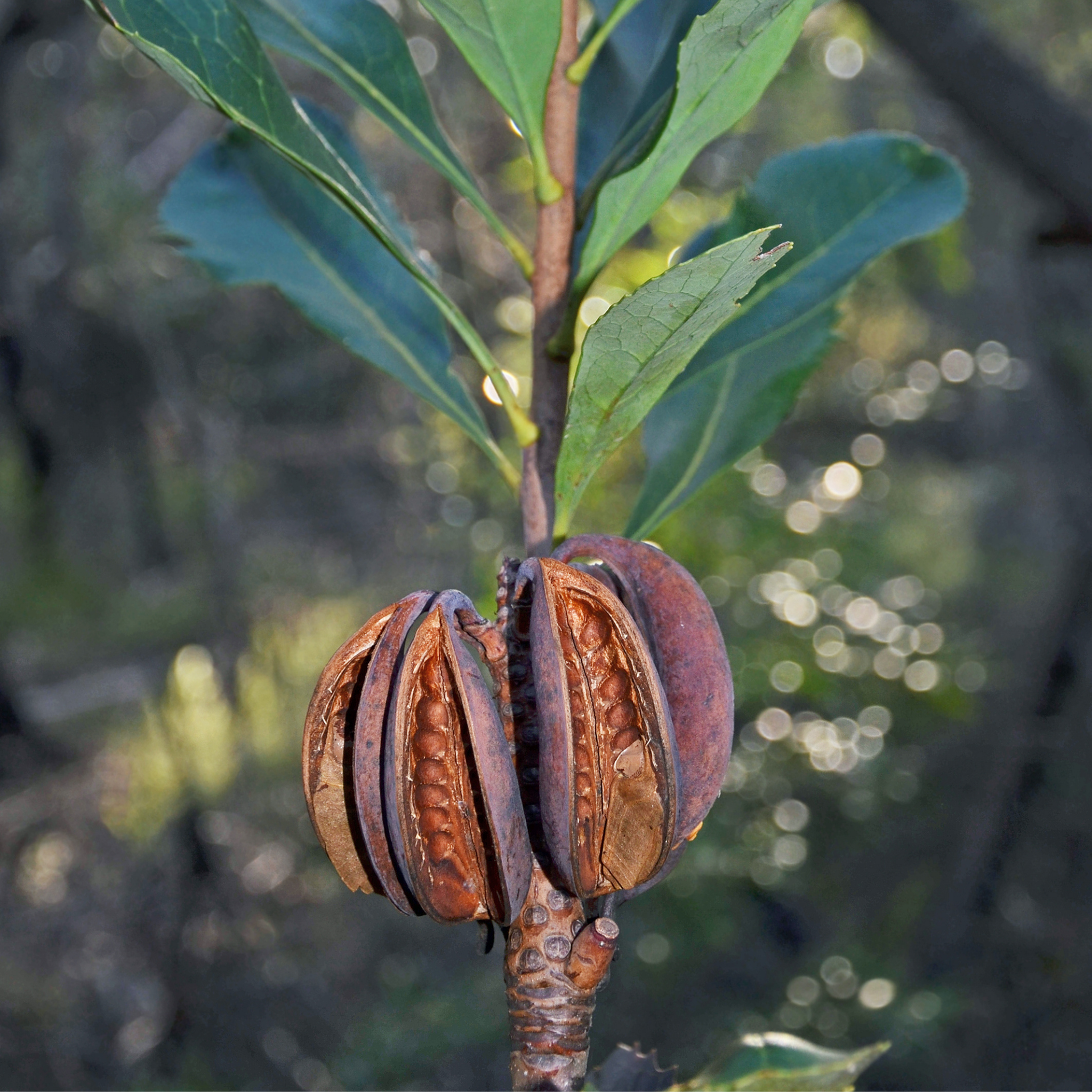 Waratah Gembrook - Telopea hybrida Gembrook