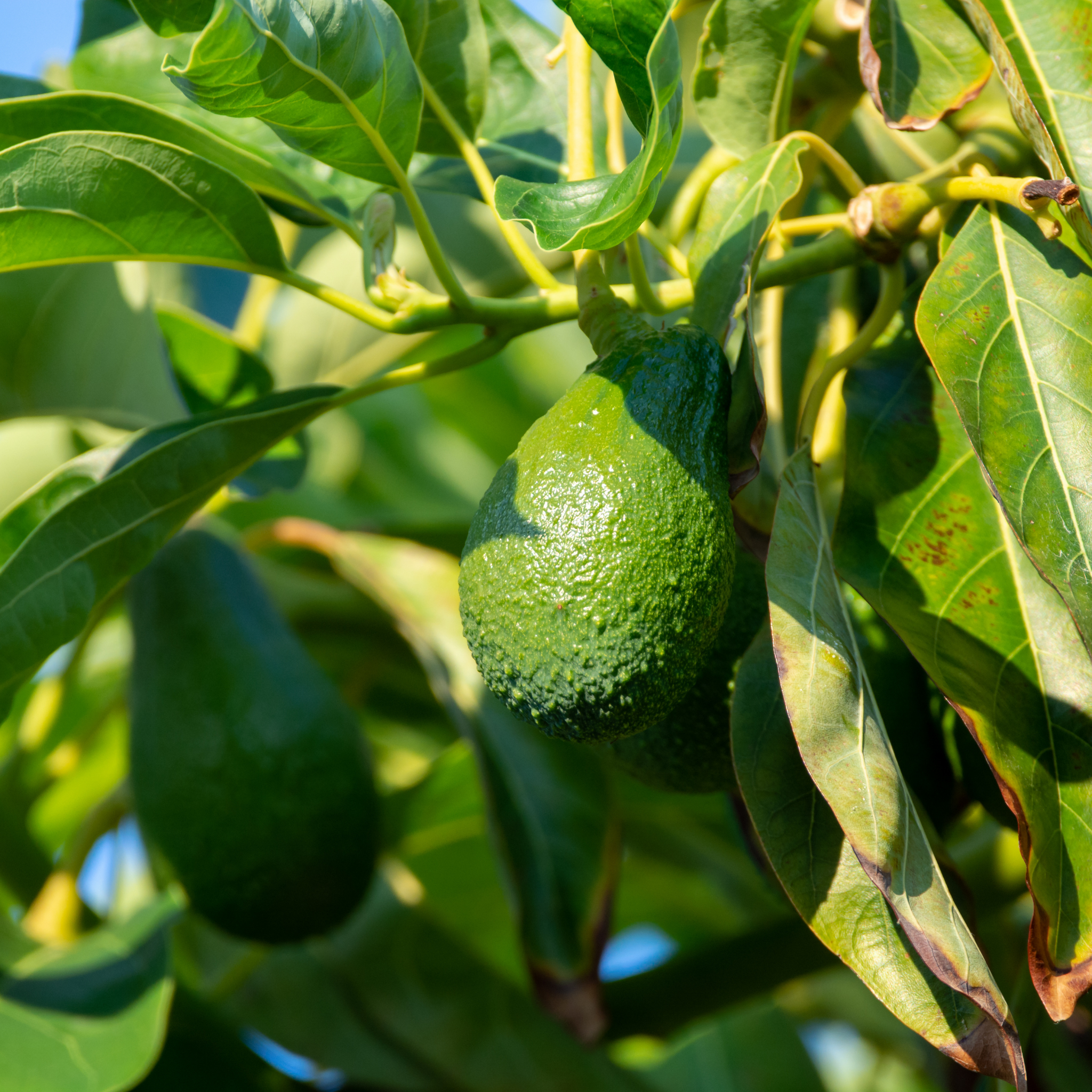 Jala Avocado Tree - Persea americana 'Jala'