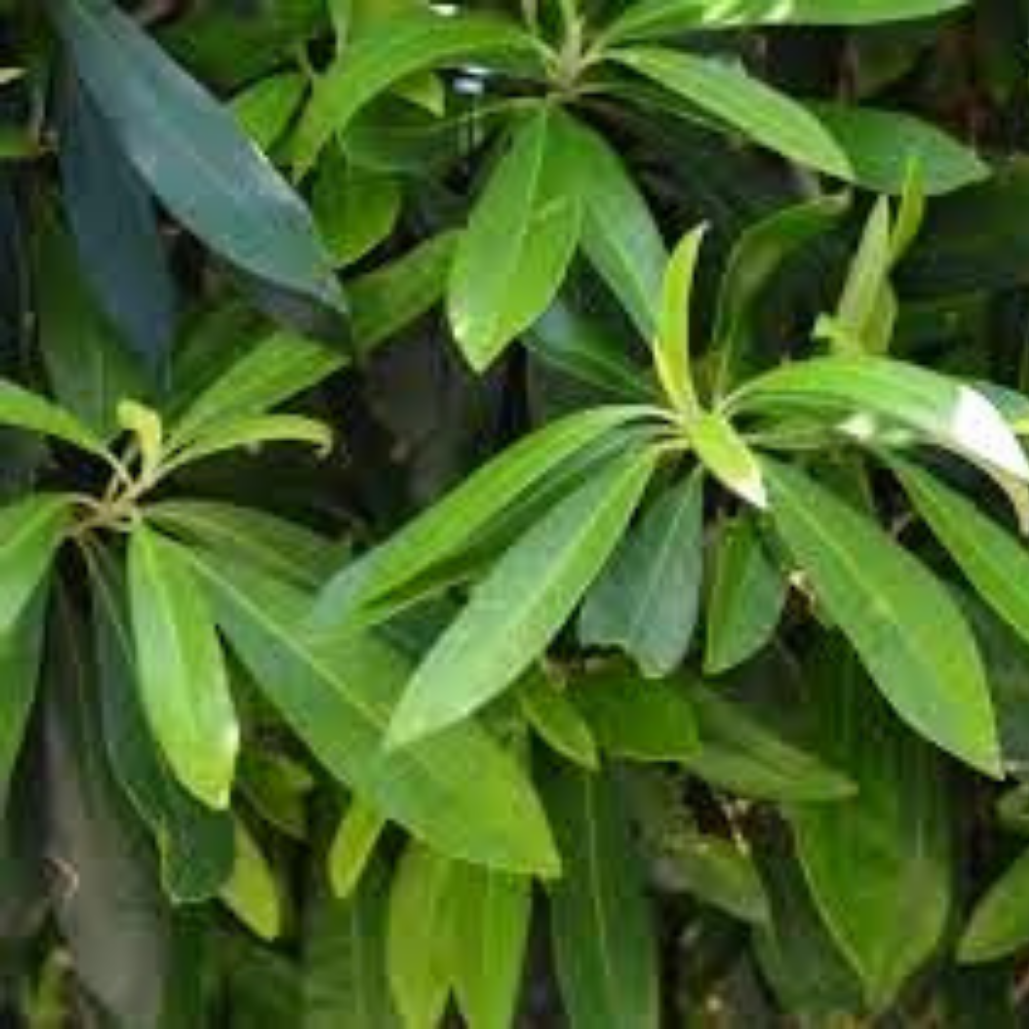Water Gum tree - Tristaniopsis laurina