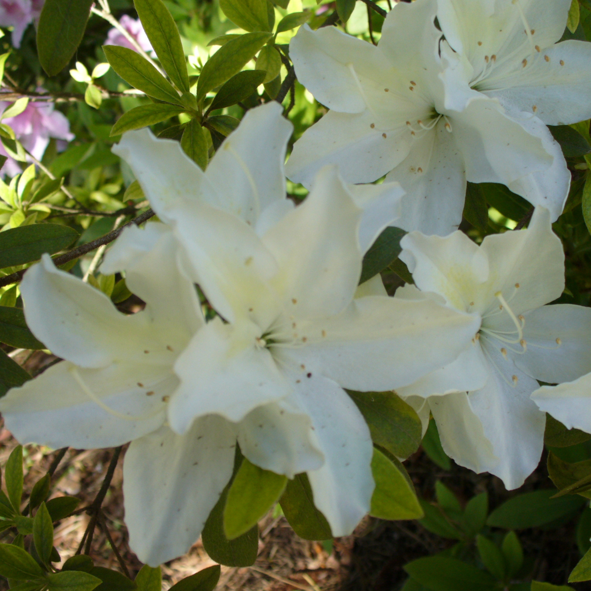 Close-up of white flowers with green leaves in the background