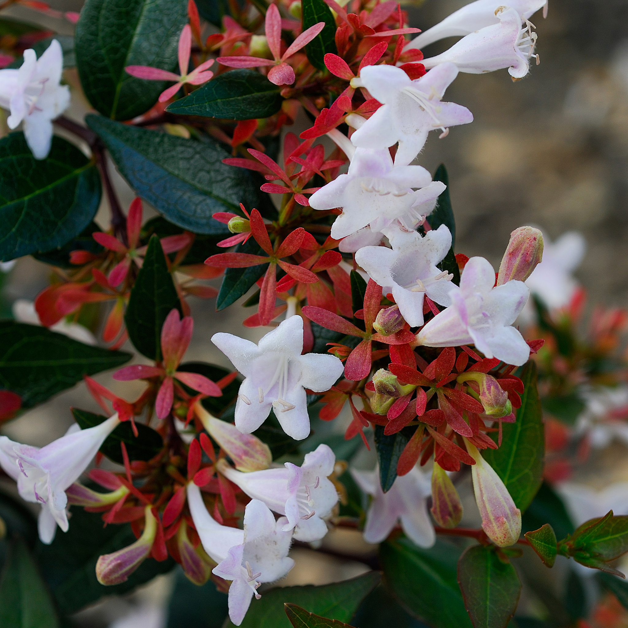 Dwarf Glossy Abelia - Abelia grandiflora 'Nana'