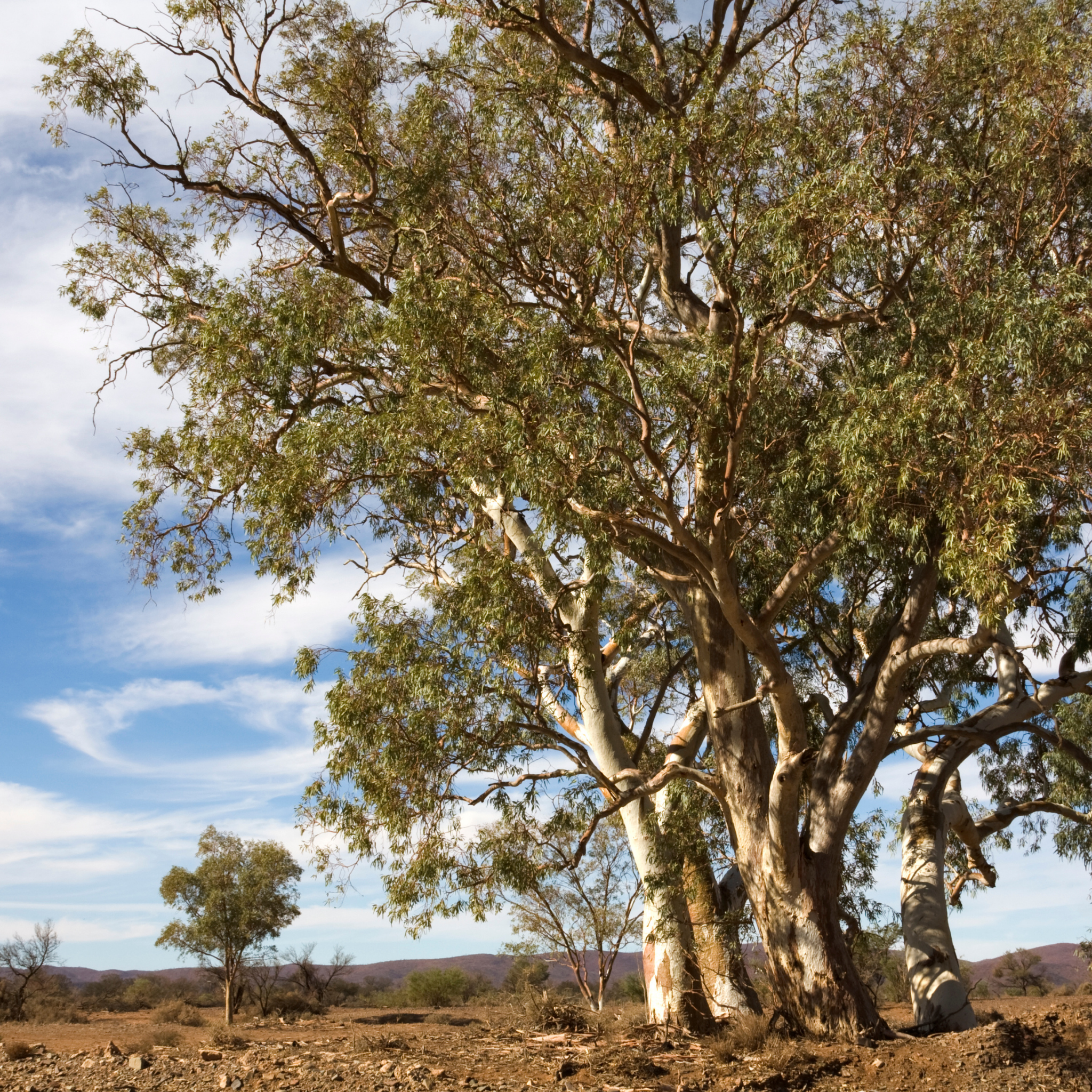 Red River Gum - Eucalyptus camaldulensis