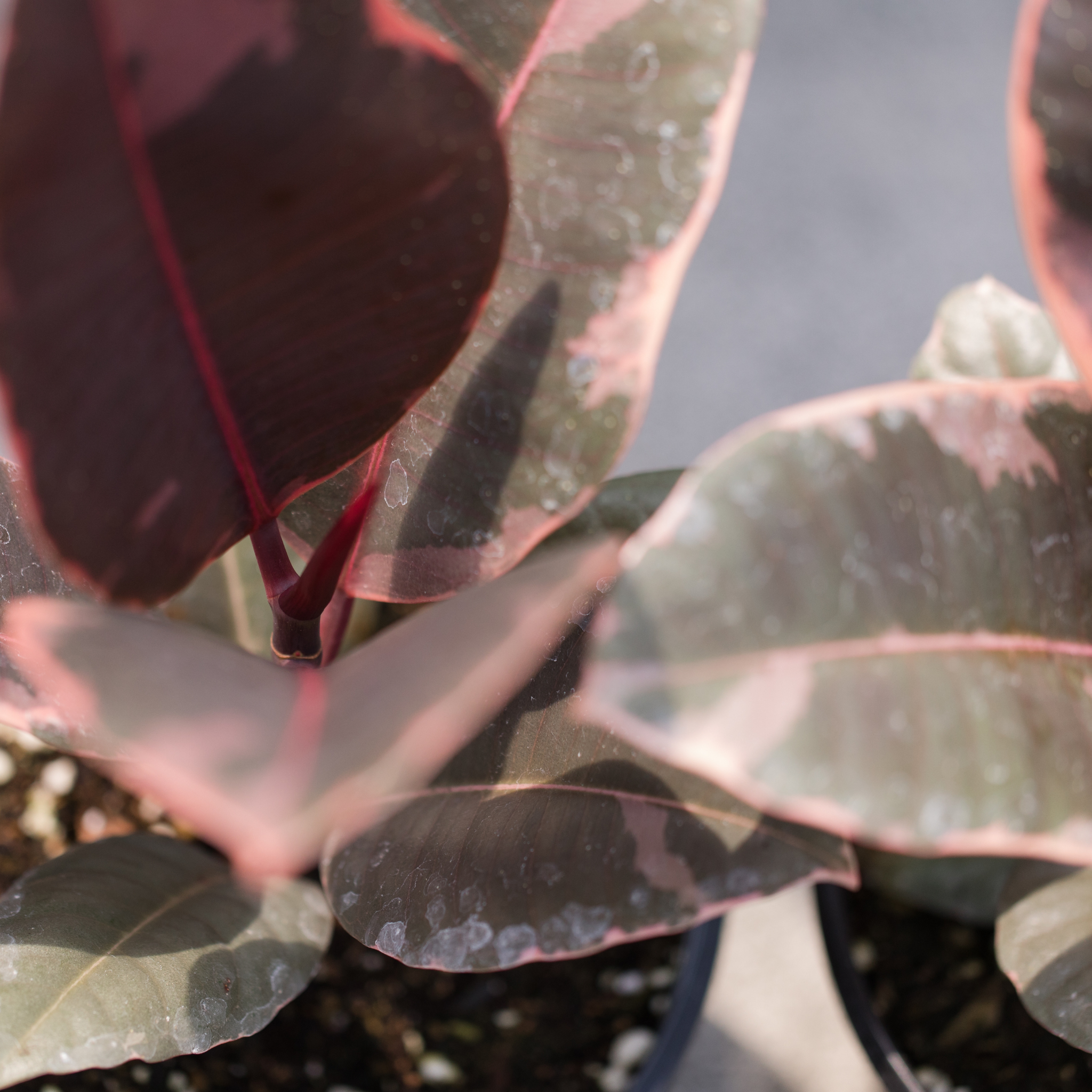 Red Rubber Tree Plant - Ficus elastica Ruby
