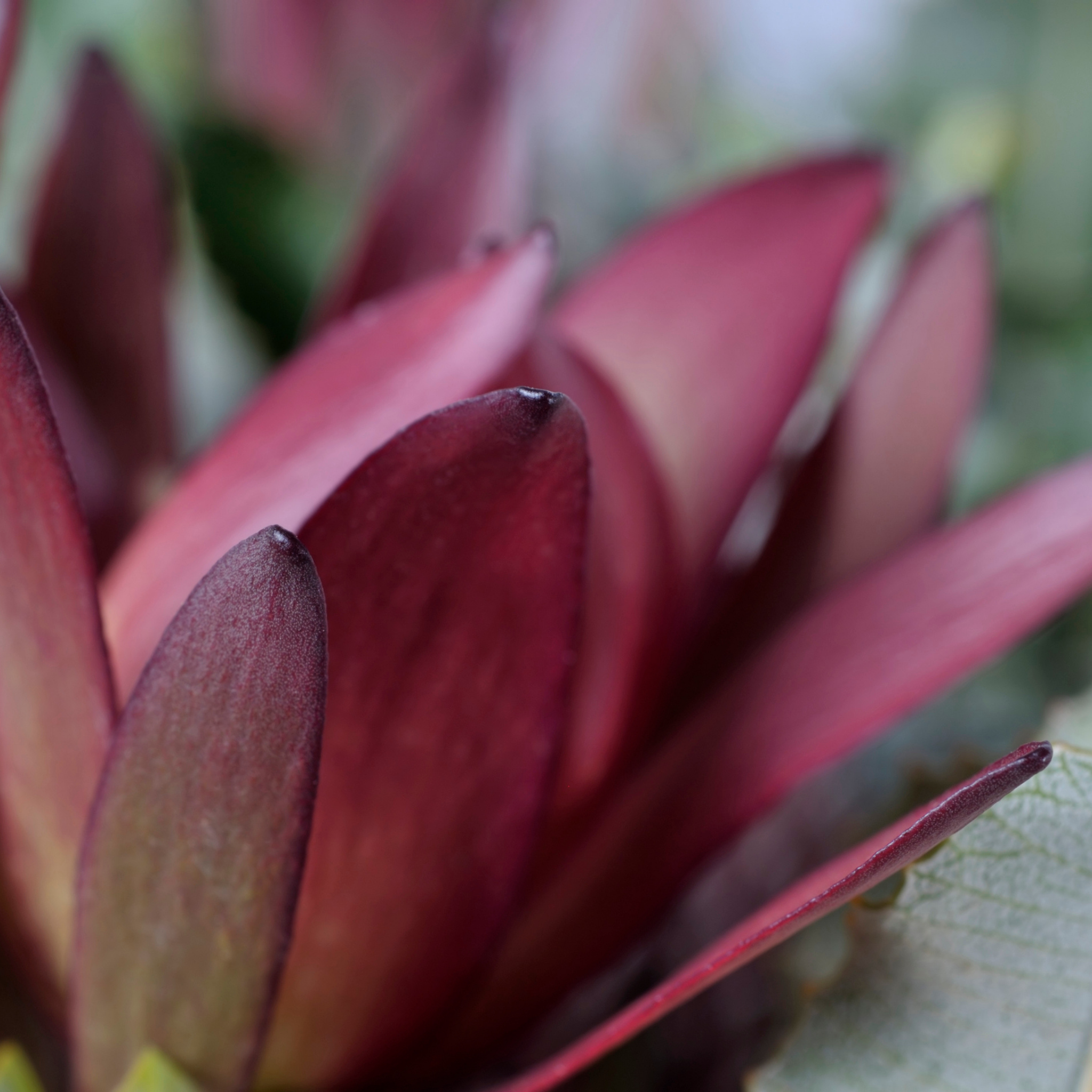 Burgundy Sunset Conebush - Leucadendron laureolum Burgundy Sunset