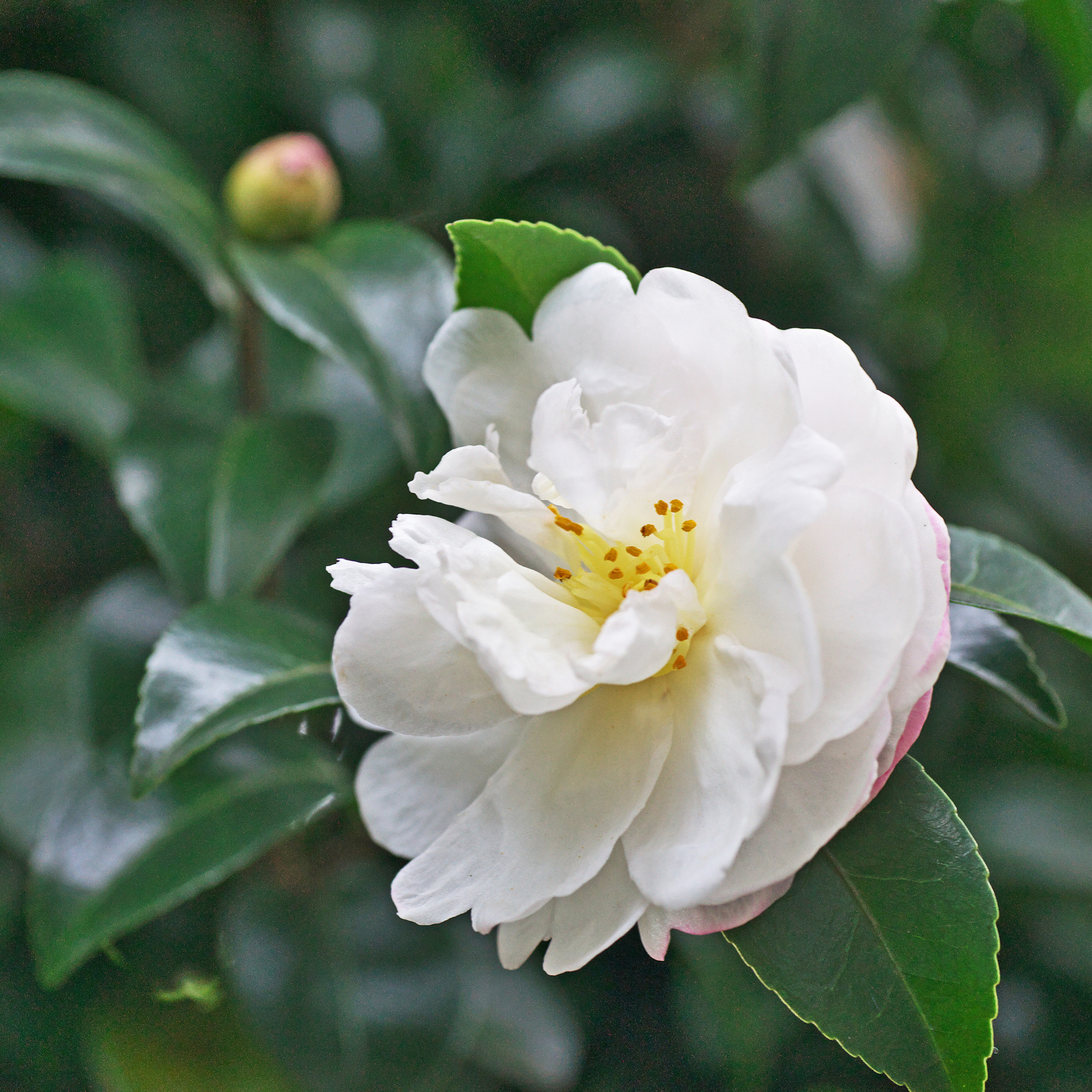 Camellia Pure Silk - Camellia sasanqua 'Pure Silk'