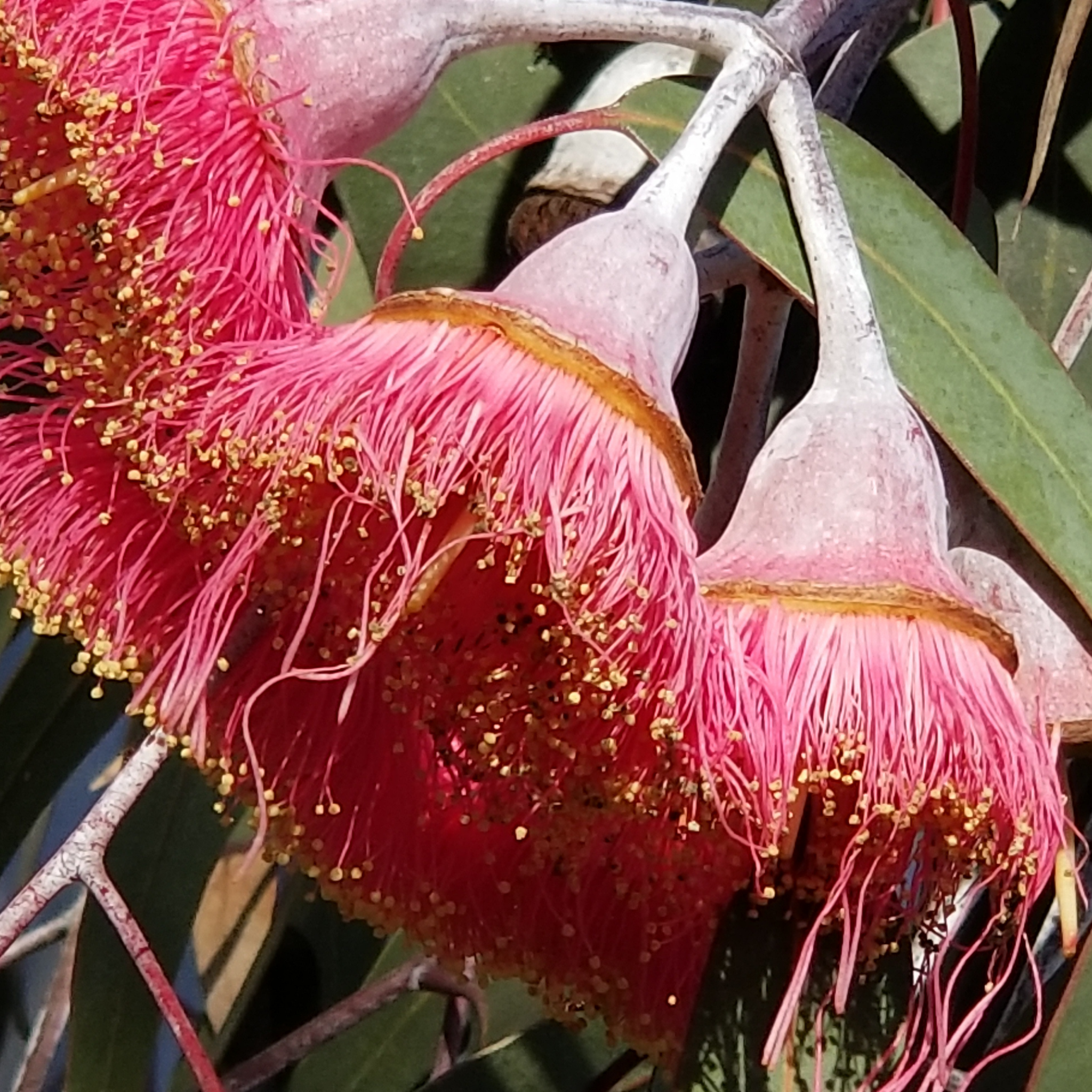 Eucalyptus Silver Princess Gum - Eucalyptus caesia Silver Princess