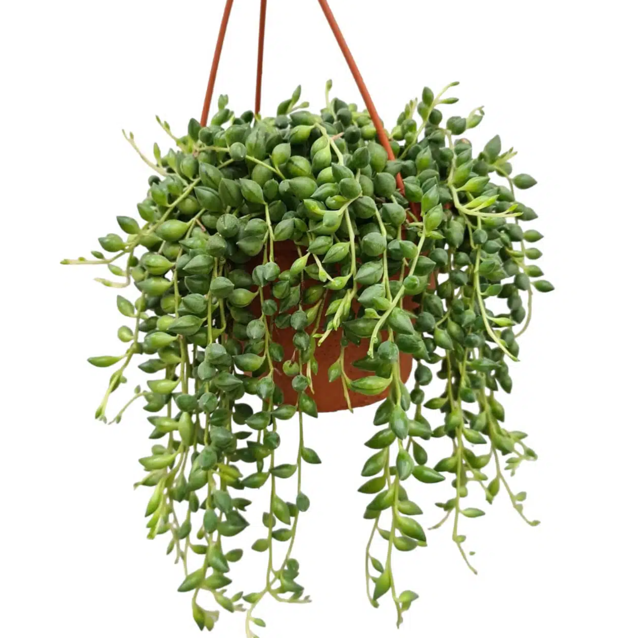 Senecio herrianus Angel Tears - String of Tears