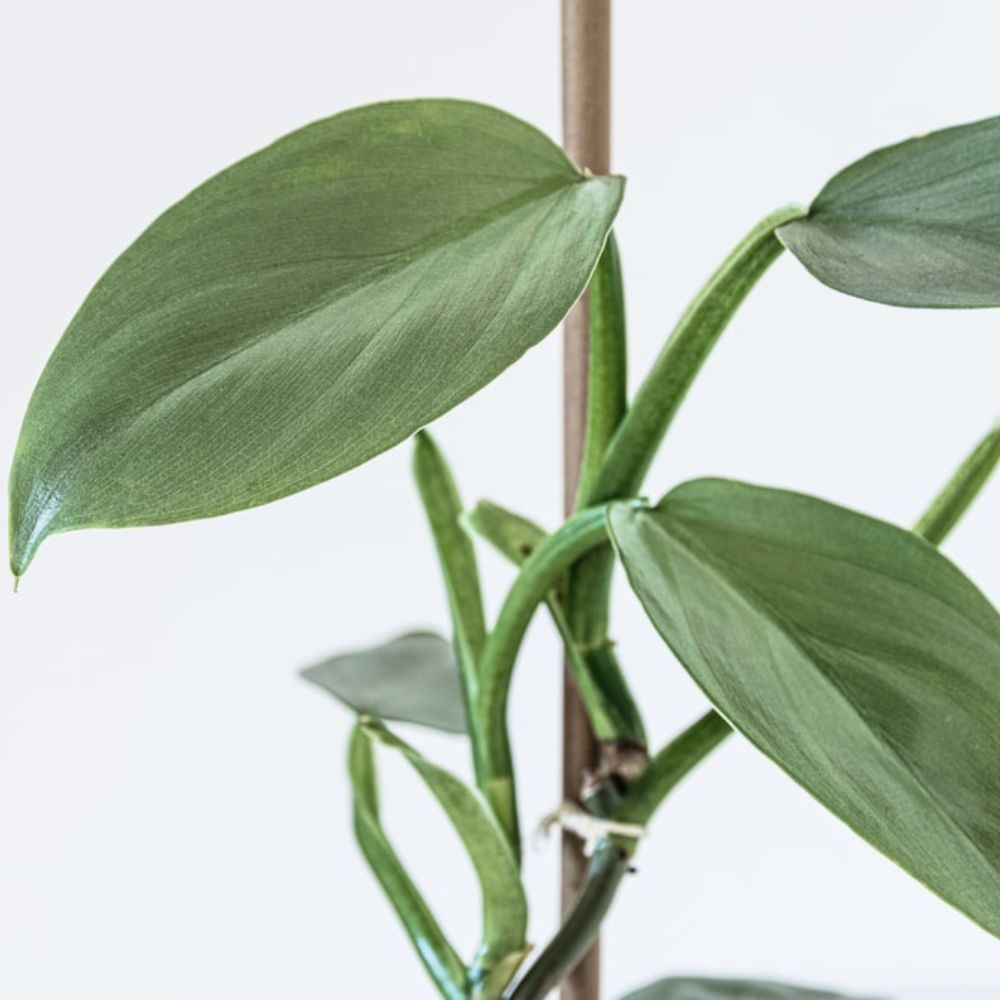 Silver Sword Philodendron - Philodendron hastatum