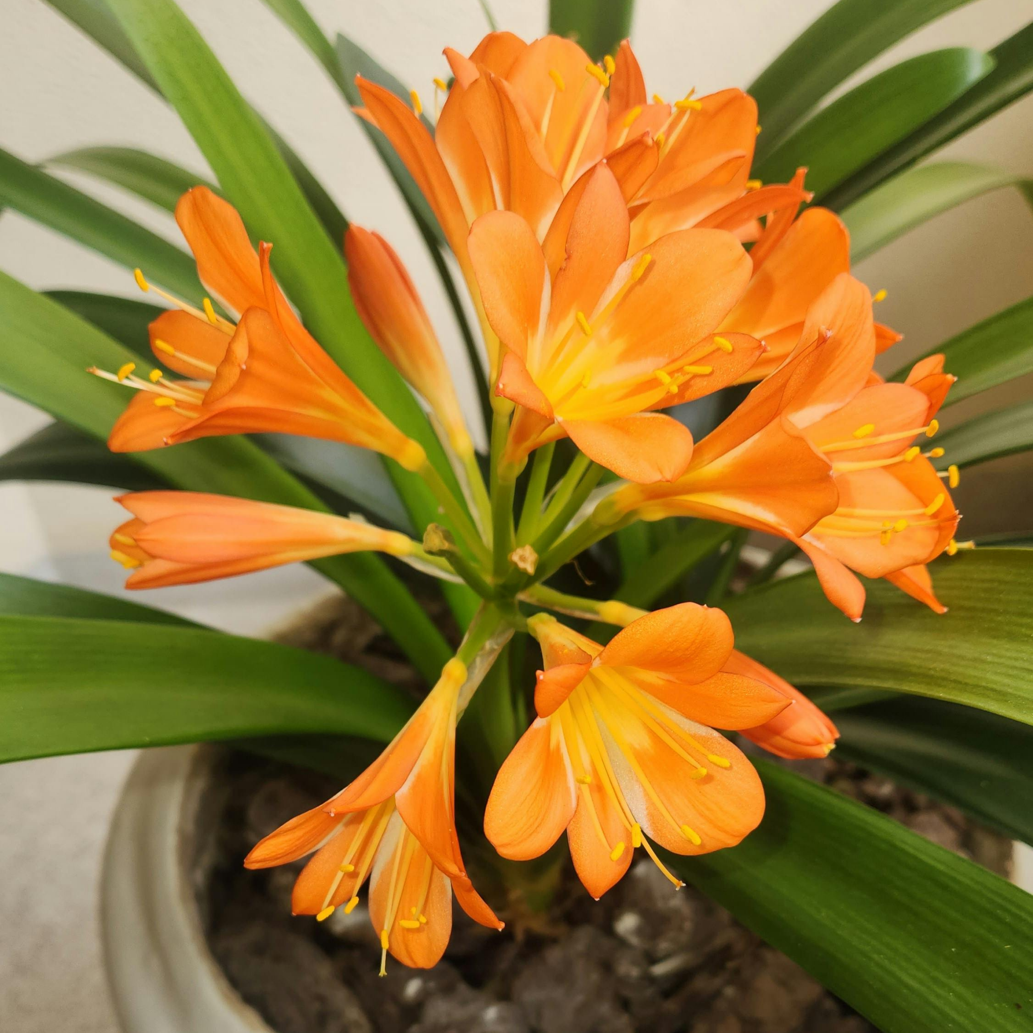 Potted plant with bright orange flowers and green leaves