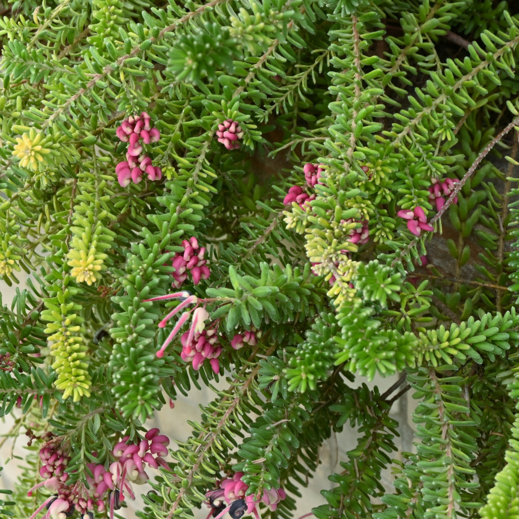 Tuckers Dwarf Spider Flower - Grevillea hybrida Tuckers Dwarf