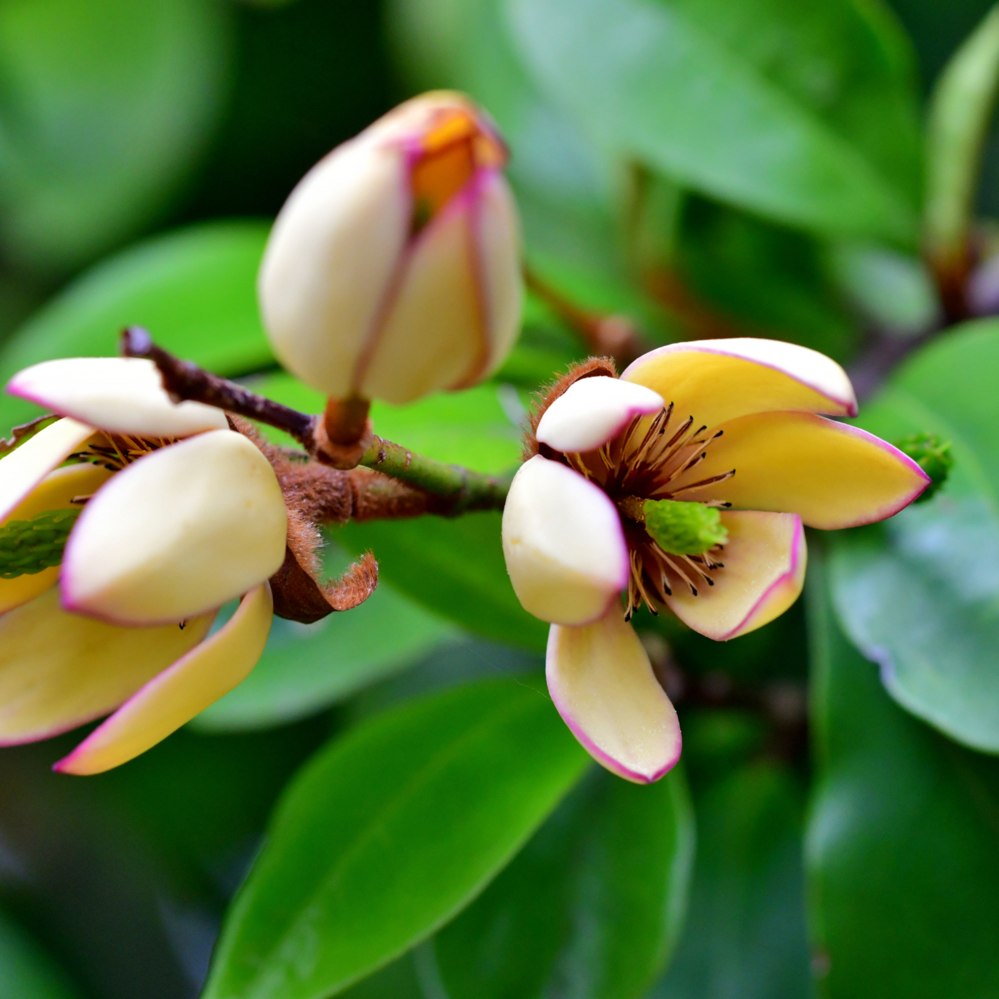 Port Wine Magnolia - Magnolia Michelia figo