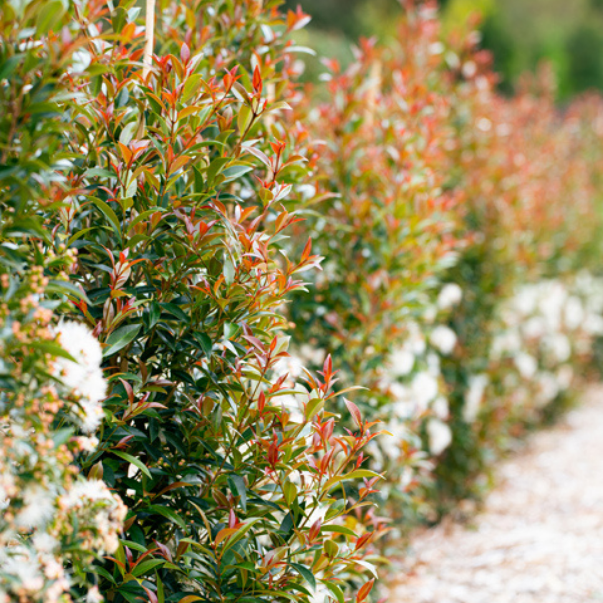 Lilly Pilly Up and Away - Syzygium australe Up And Away