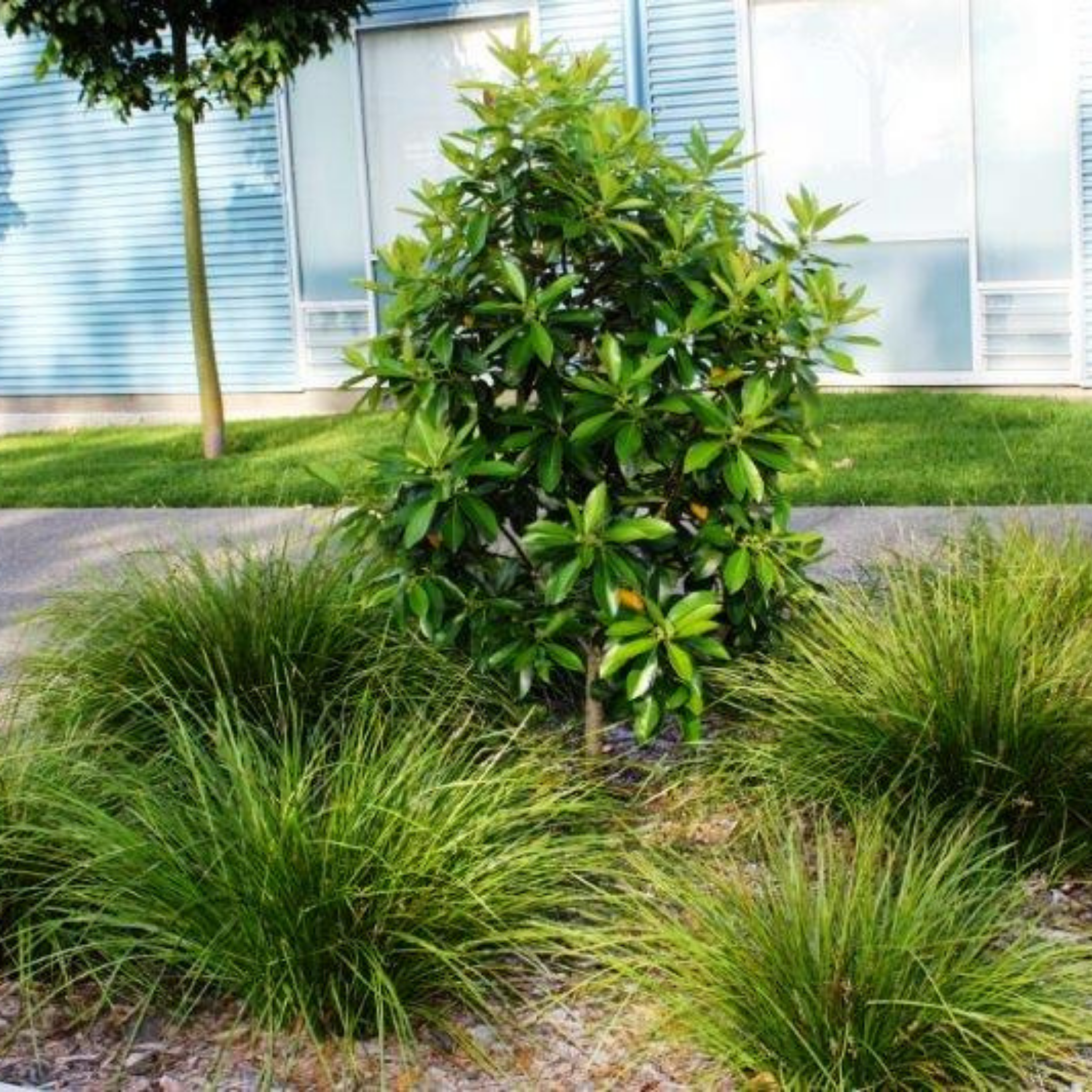 Green shrub and grasses in front of a building with large windows