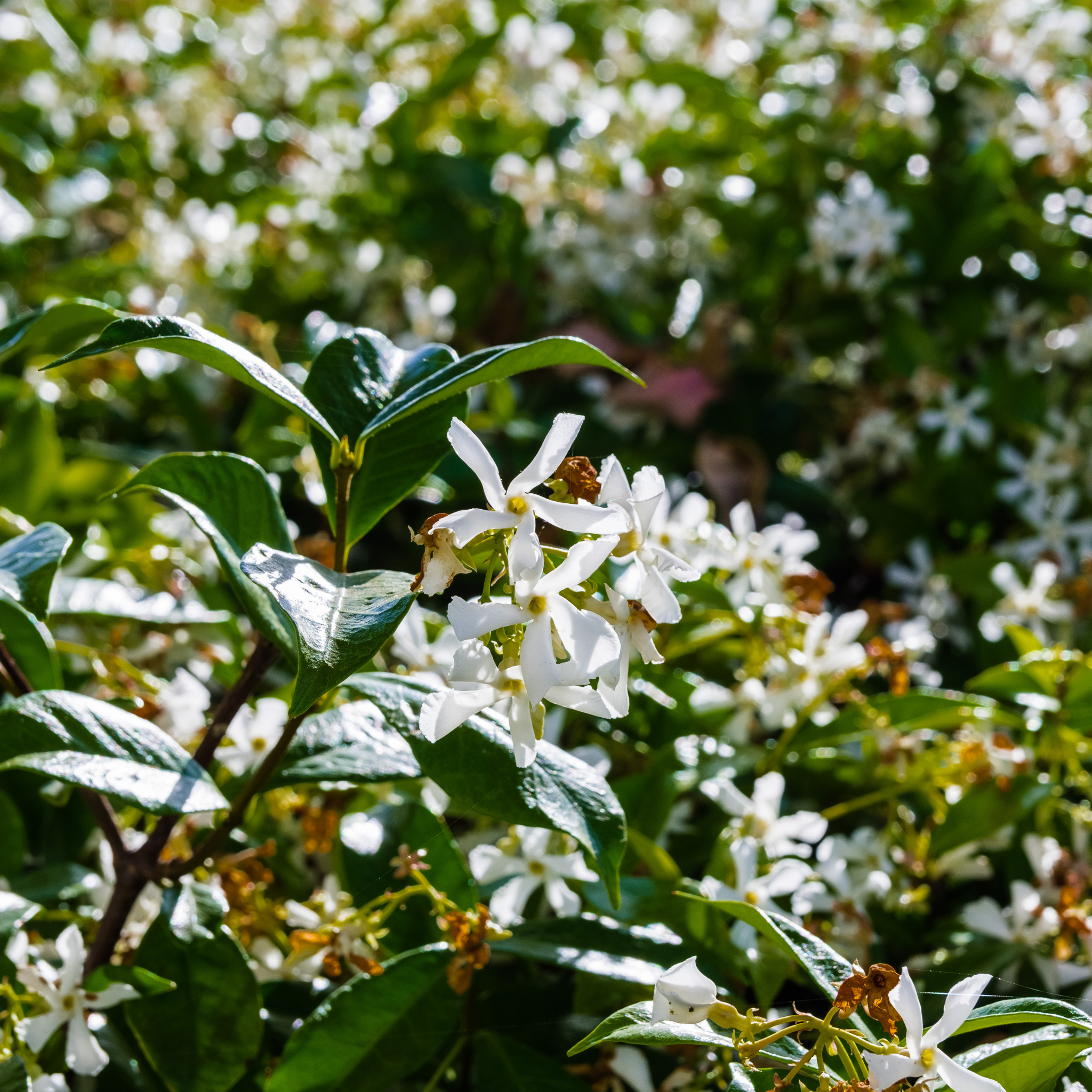Japanese Star Jasmine - Trachelospermum asiaticum