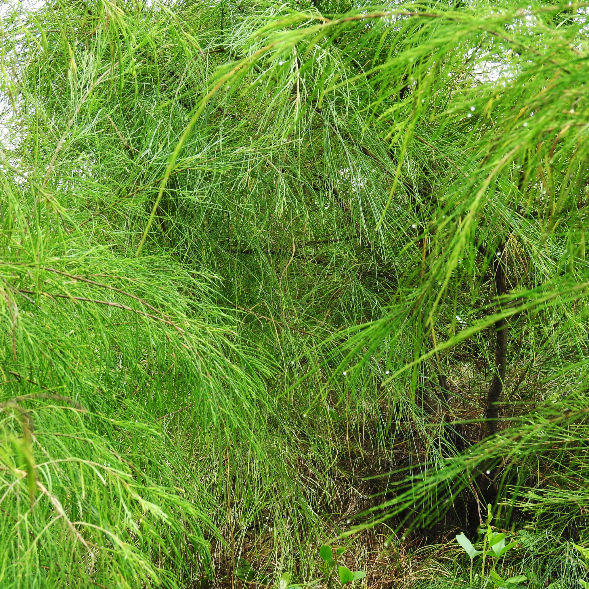 Groundcover Sheoak Green Wave - Casuarina glauca 'Green Wave'