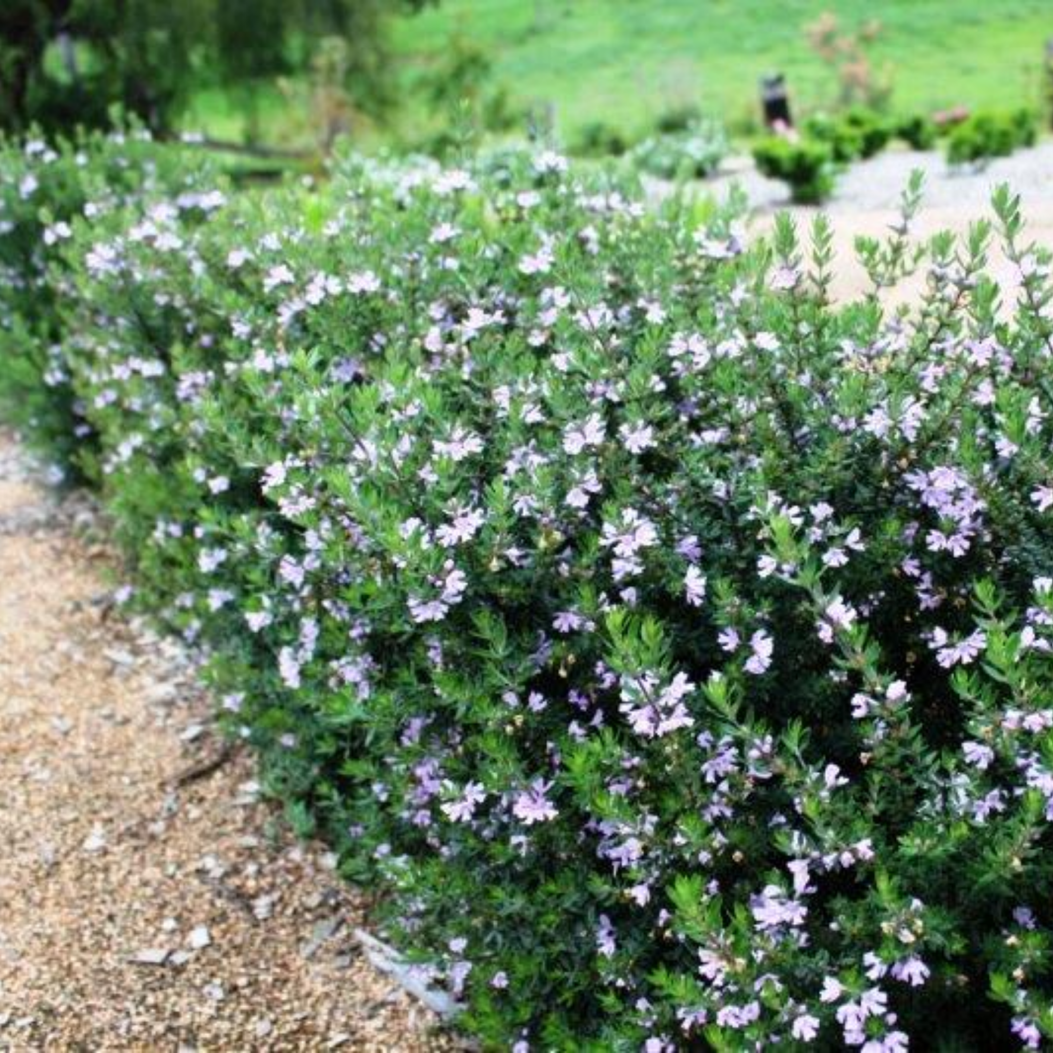 Coastal Rosemary Naringa - Westringia fruticosa Naringa PBR