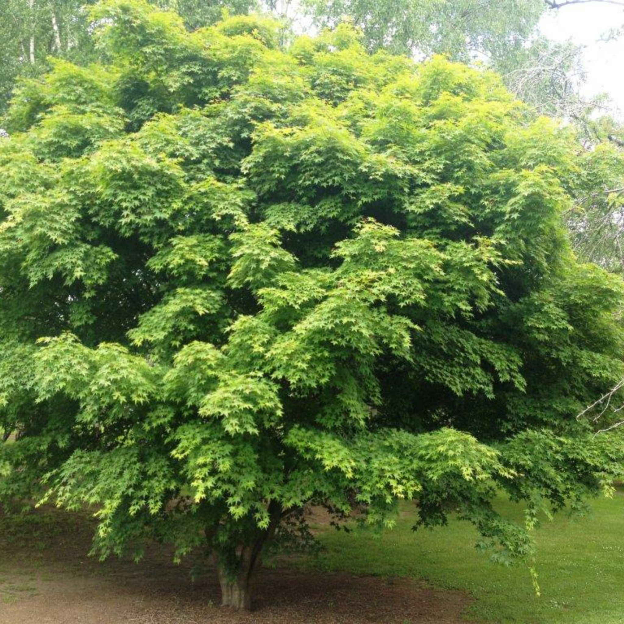 Large green tree in a park setting with other trees in the background