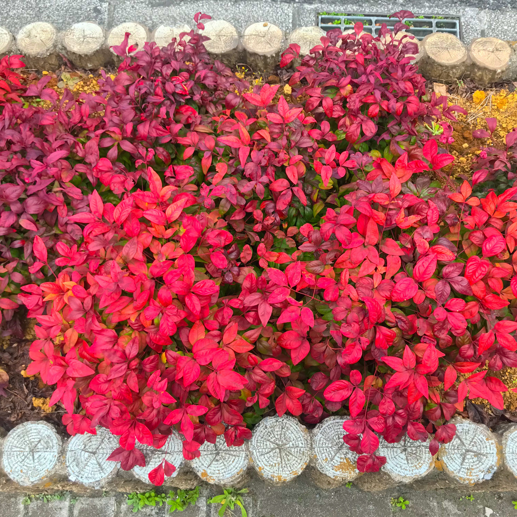 Nandina Obsession - Nandina domestica Obsession PBR