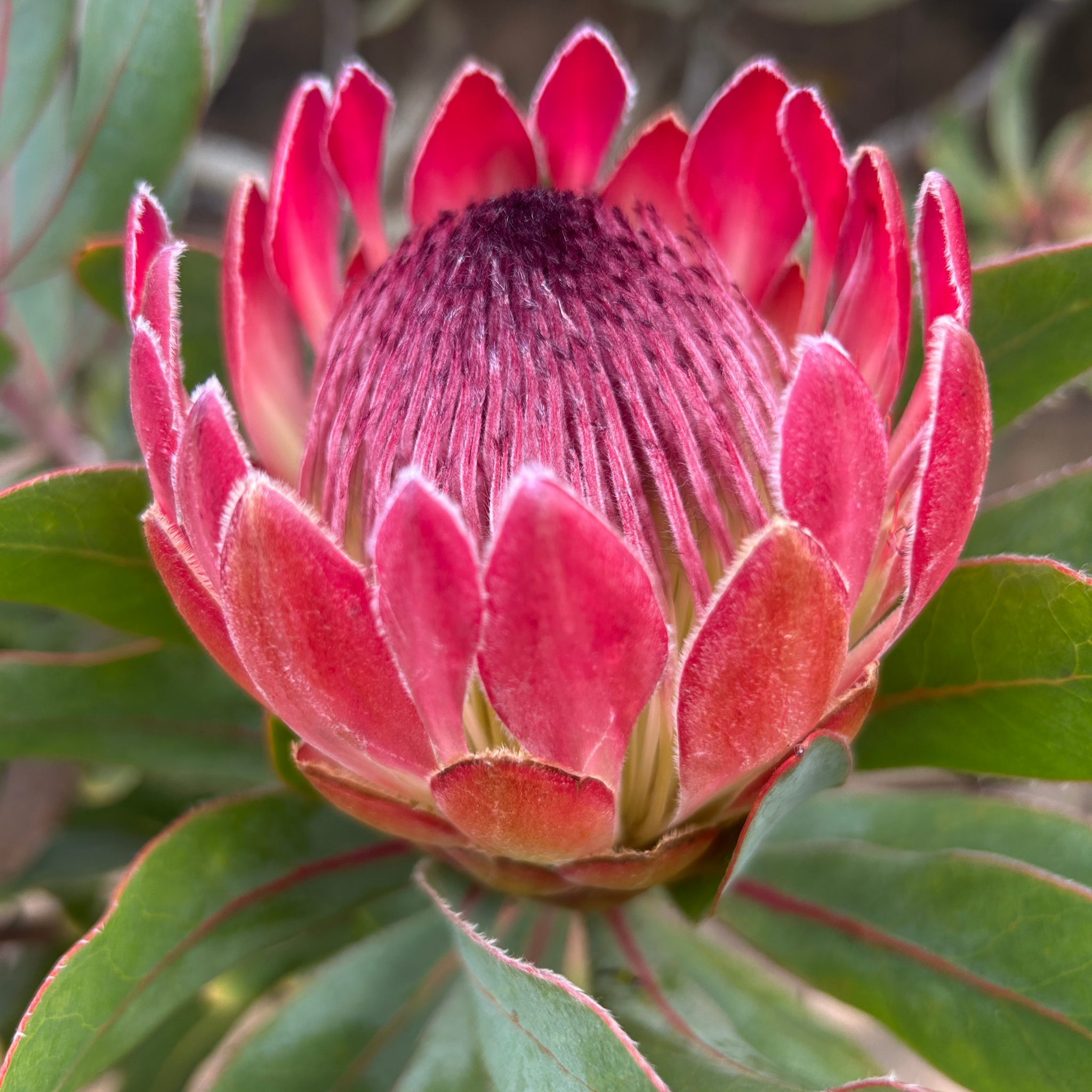 Close-up of a pink protea flower bud with green leaves.