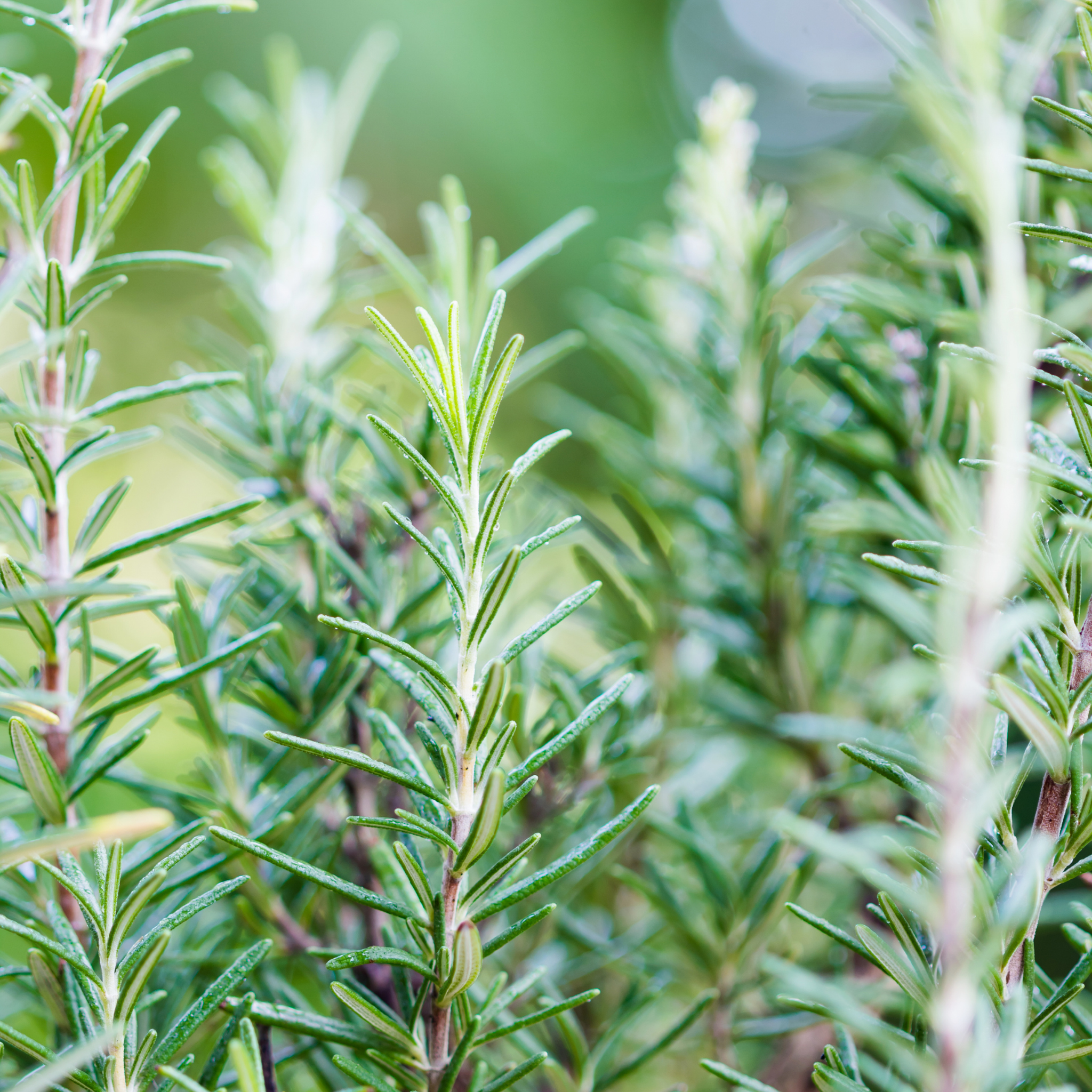 Rosemary Tuscan Blue - Rosmarinus officinalis Tuscan Blue