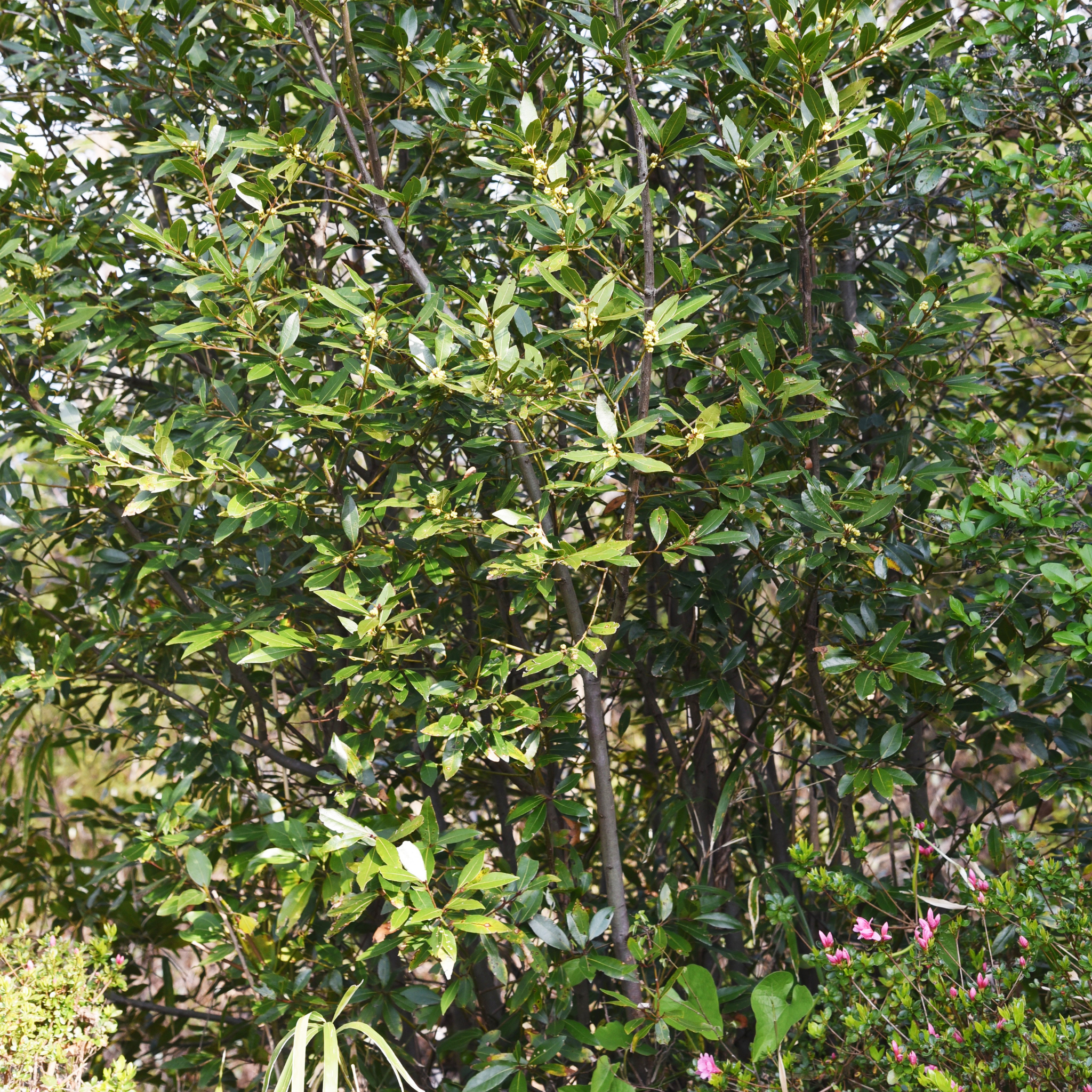 Bay Laurel 'Miles Choice' - Laurus nobilis Miles Choice