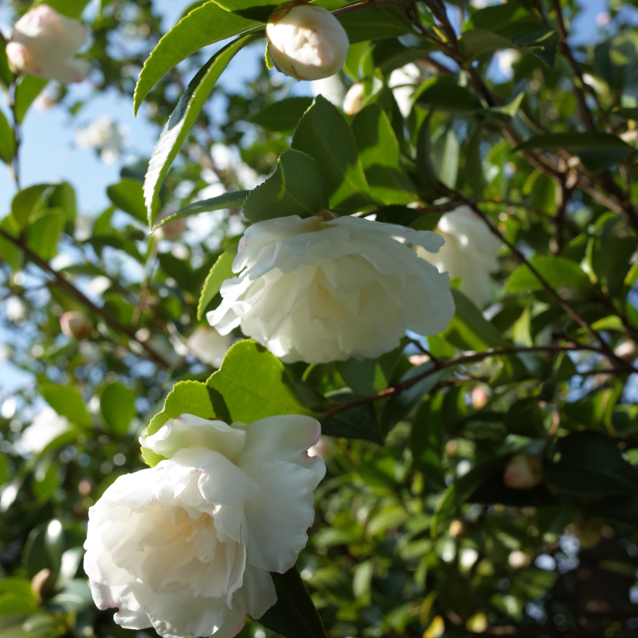 Camellia sasanqua Assorted