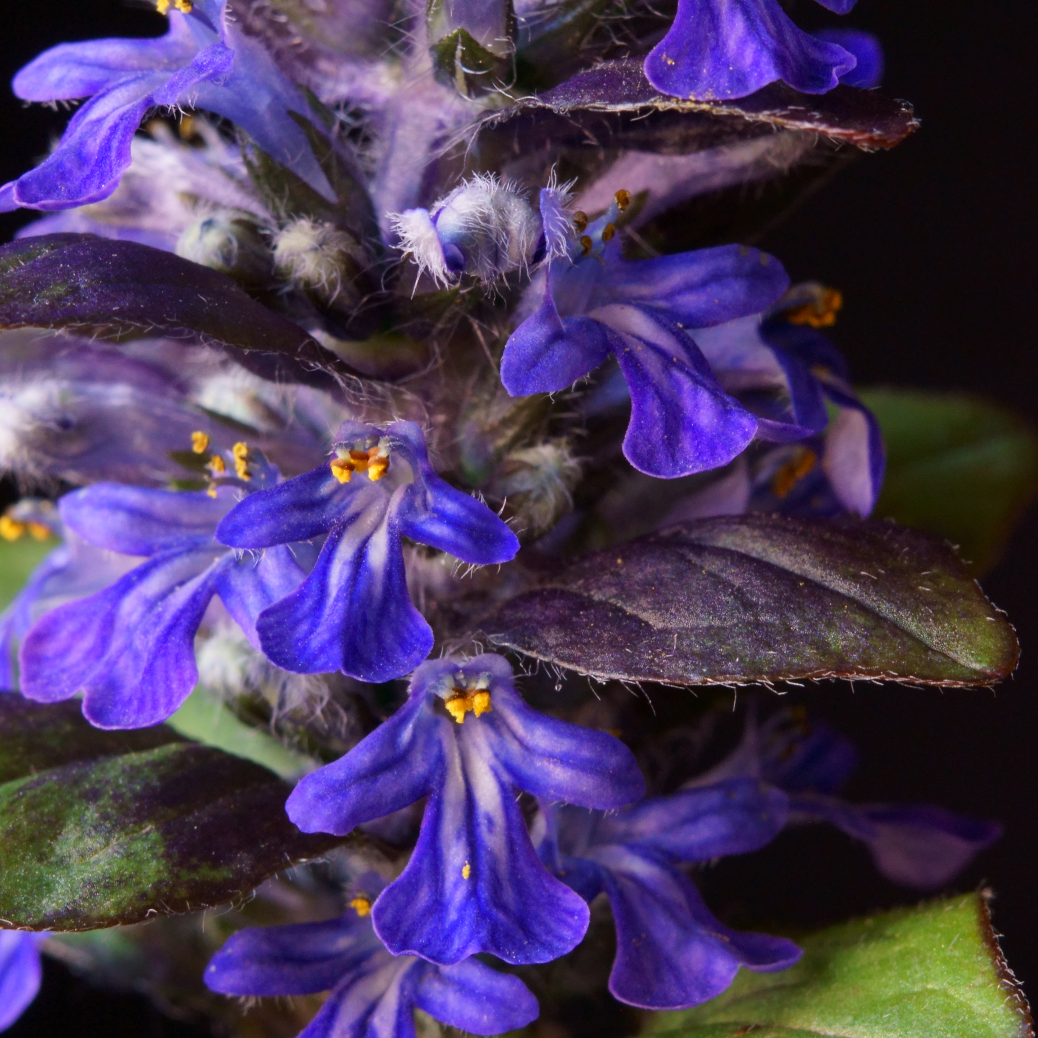 Hardy Blue Bugle (Bugleweed) - Ajuga reptans Tuff And Tidy