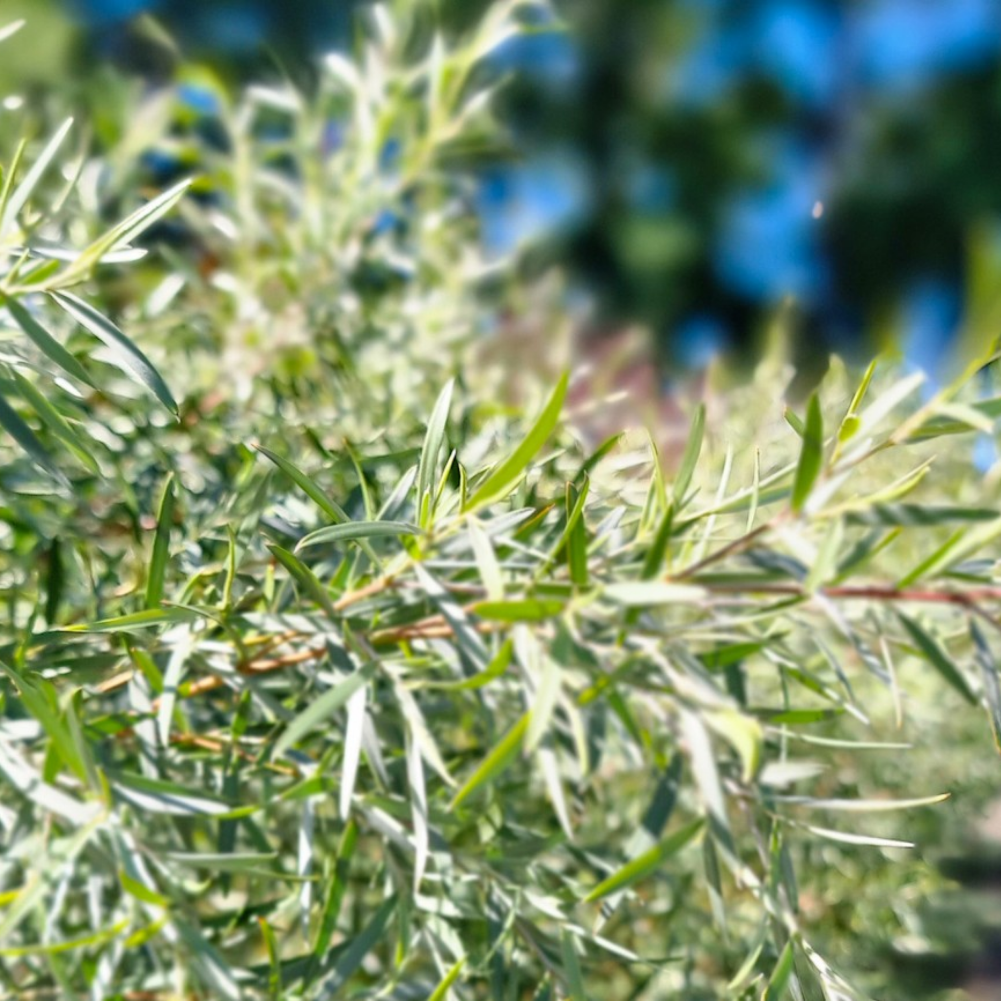 Silver Weeping Tea Tree - Leptospermum brachyandrum