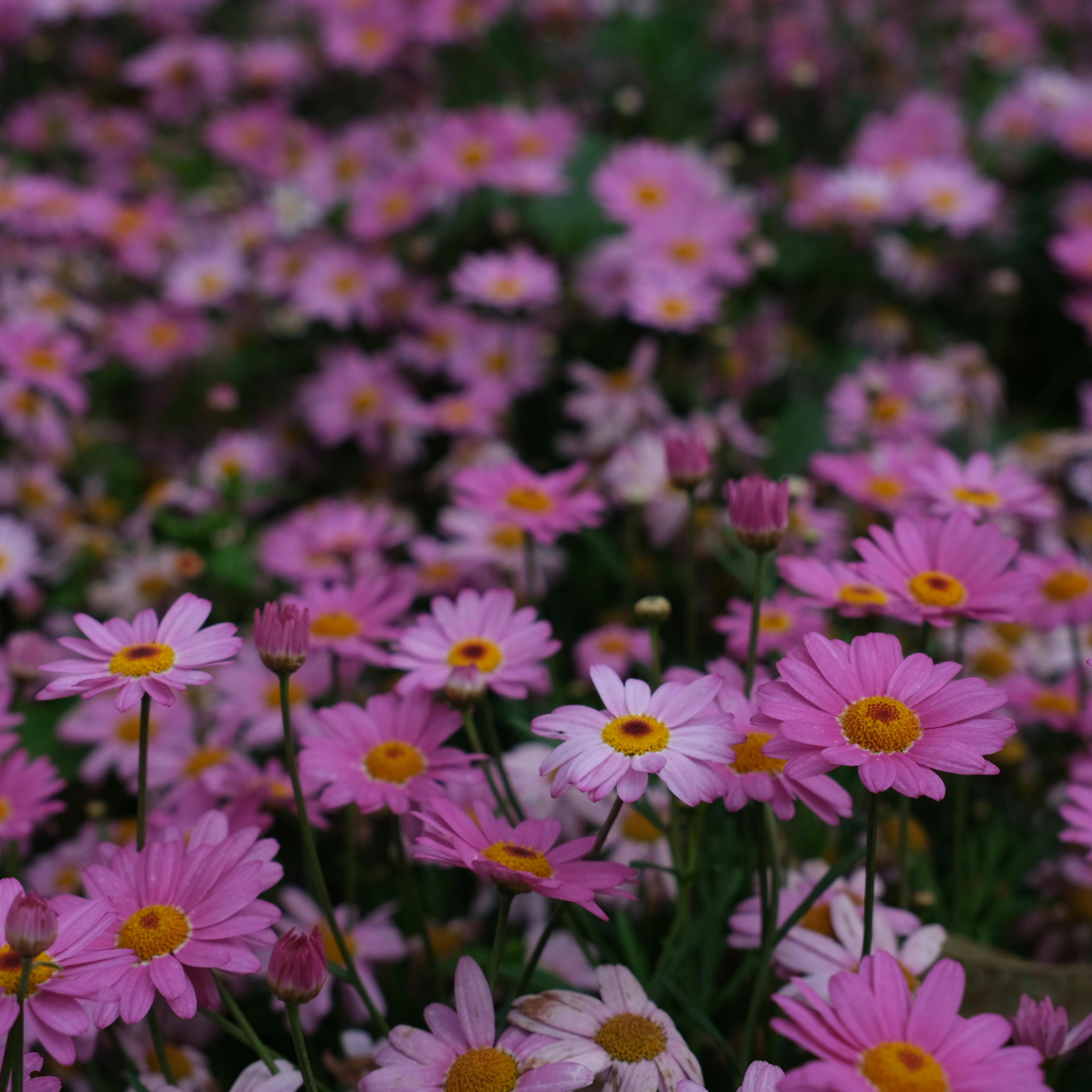 Stiff Daisy Fresco Candy - Brachyscome angustifolia 'Fresco Candy'