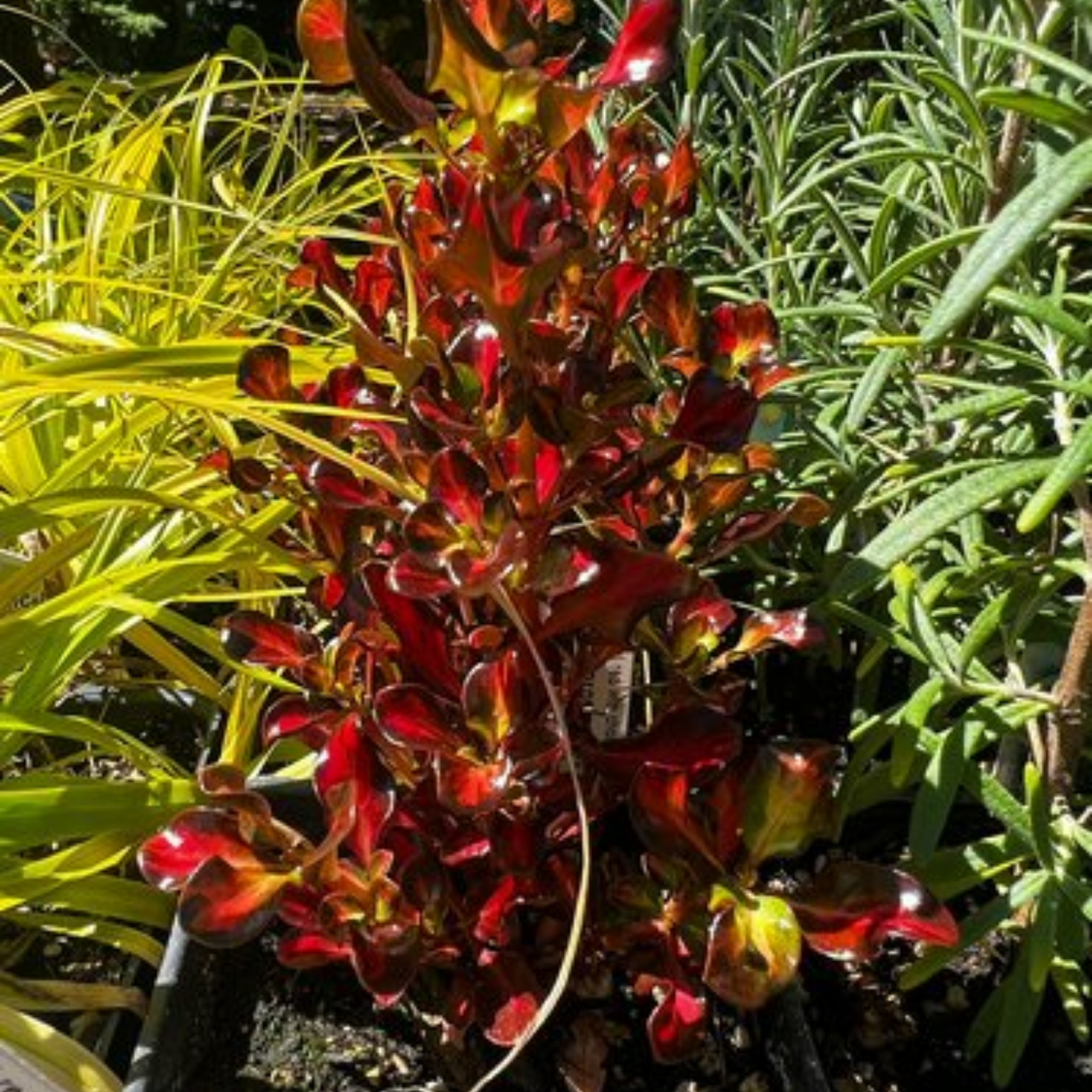 Mirror Bush Tequila Sunrise - Coprosma repens 'Tequila Sunrise'