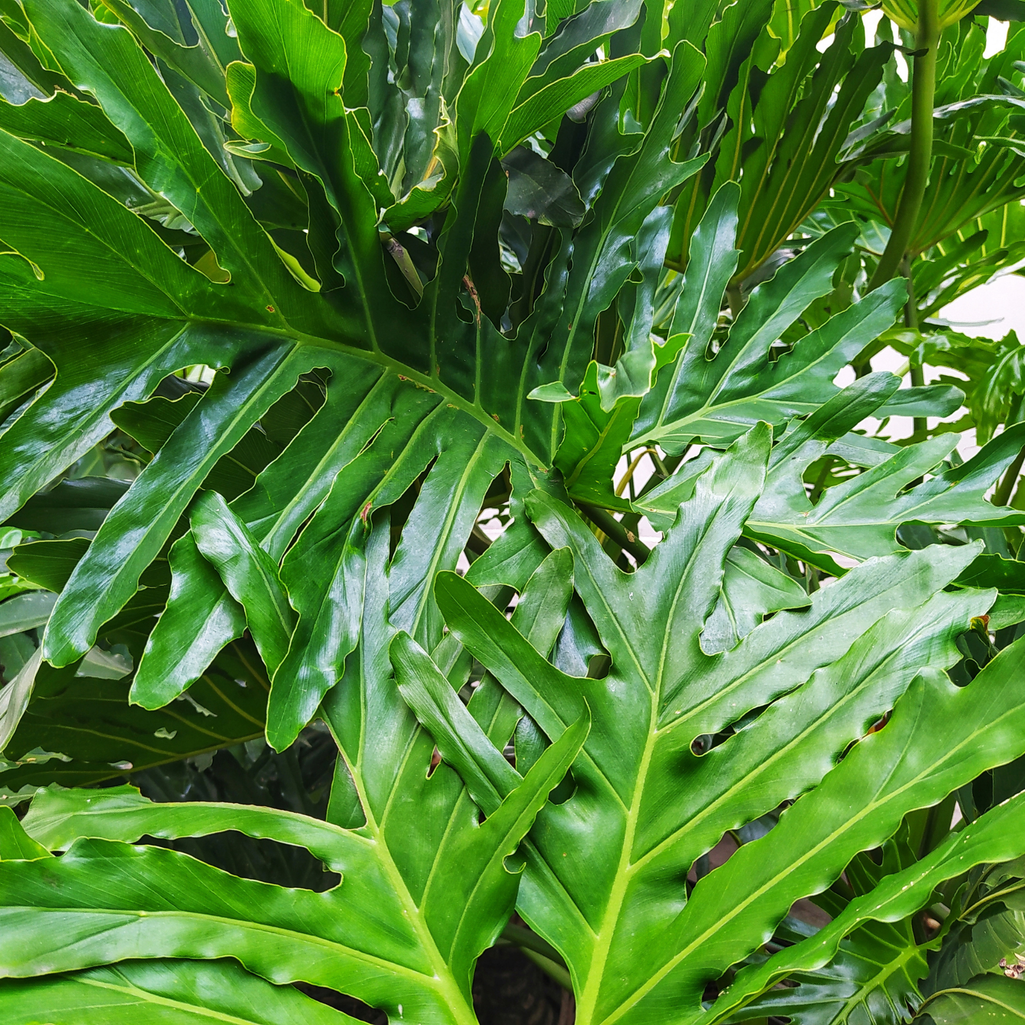 Xanadu Philodendron - Philodendron Xanadu