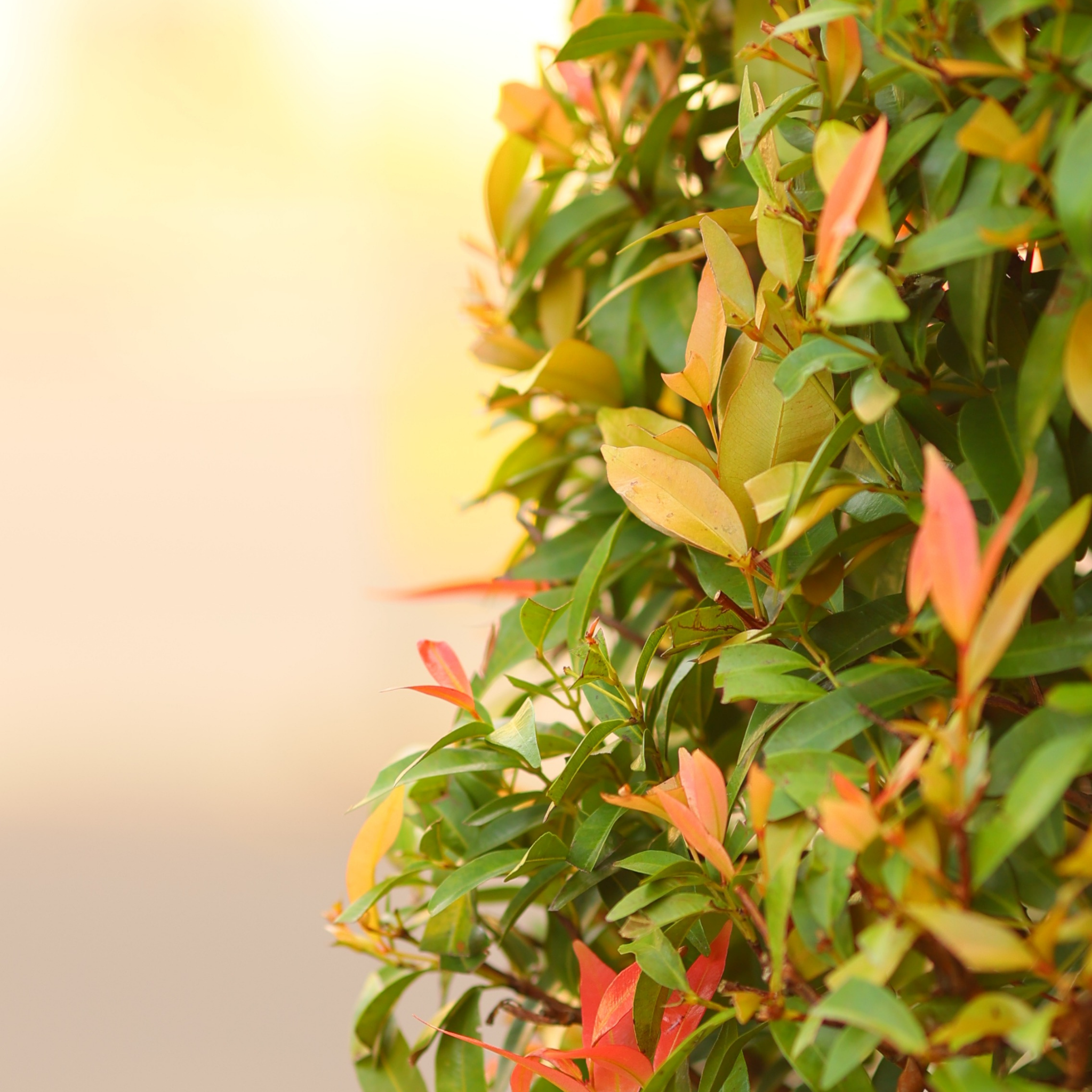 Lilly Pilly Straight And Narrow - Syzygium australe Straight And Narrow PBR