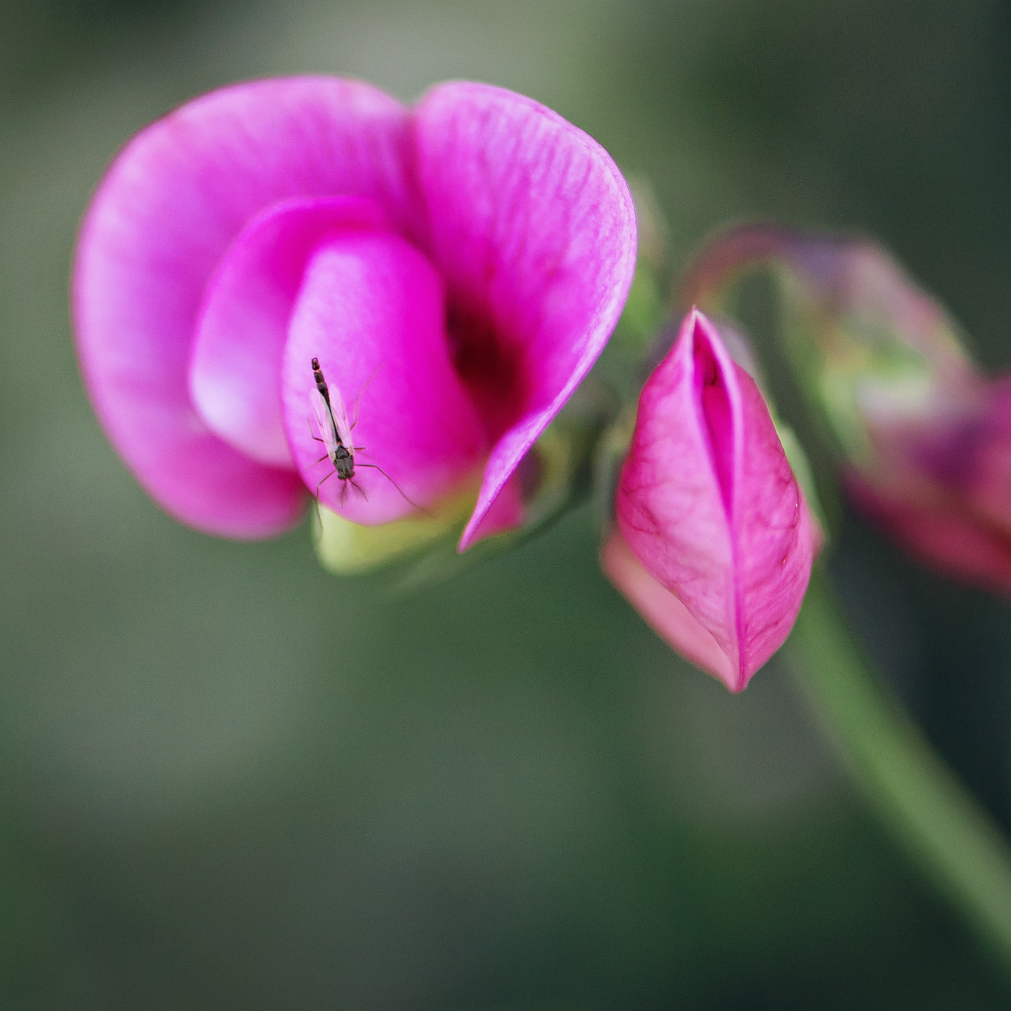 Little Polly Dwarf Sweet Pea Shrub - Polygala oppositifolia Little Polly