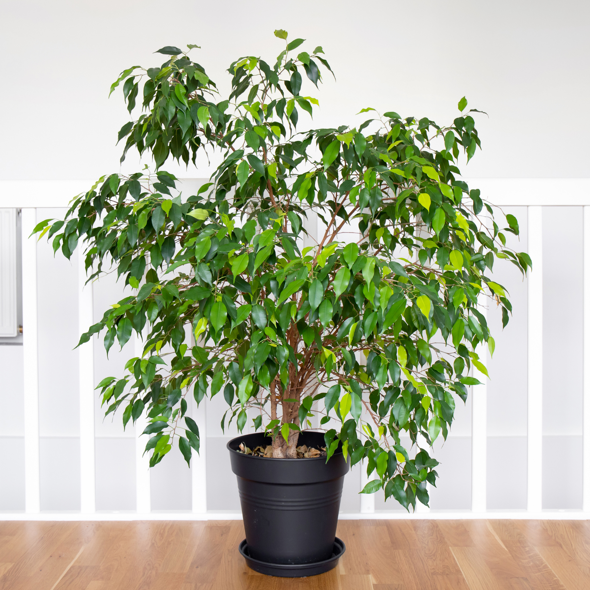 Weeping Benjamin Fig - Ficus Benjamina