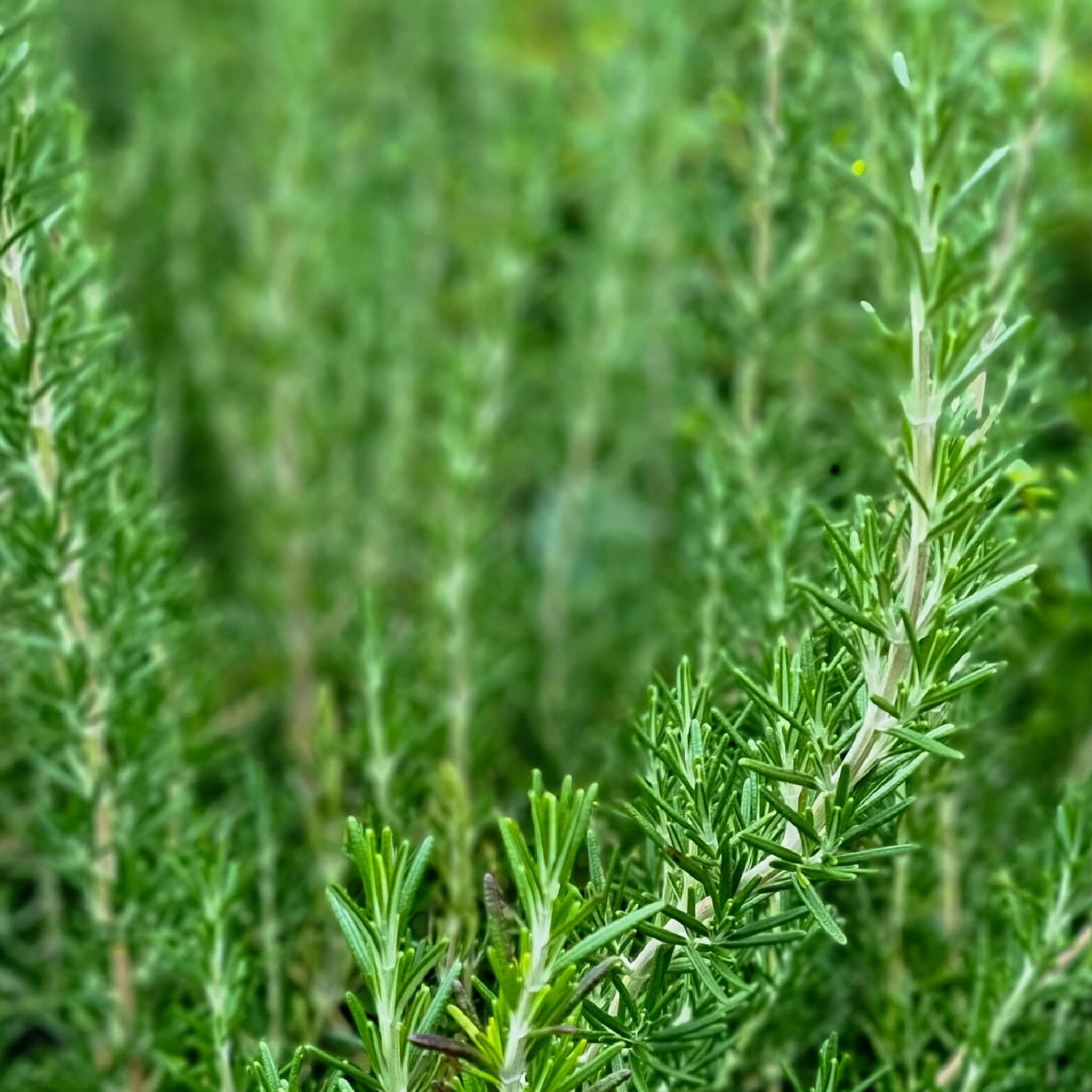 Blue Lagoon Rosemary - Rosmarinus officinalis Blue Lagoon