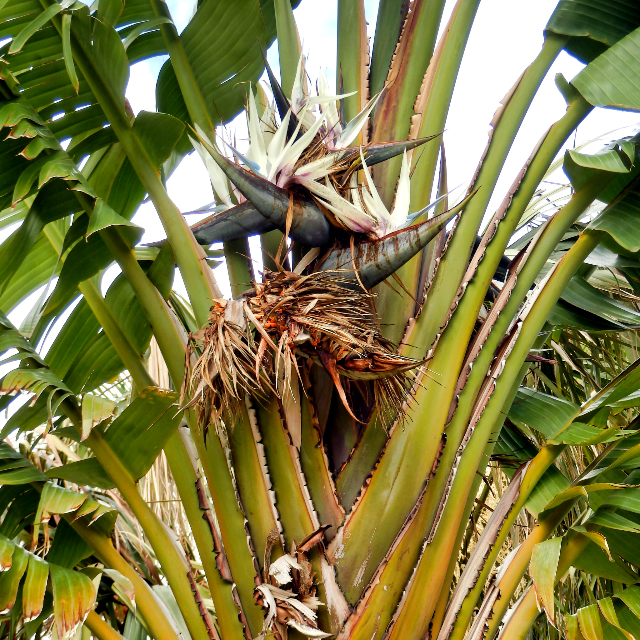 Giant White Bird of Paradise - Strelitzia nicolai