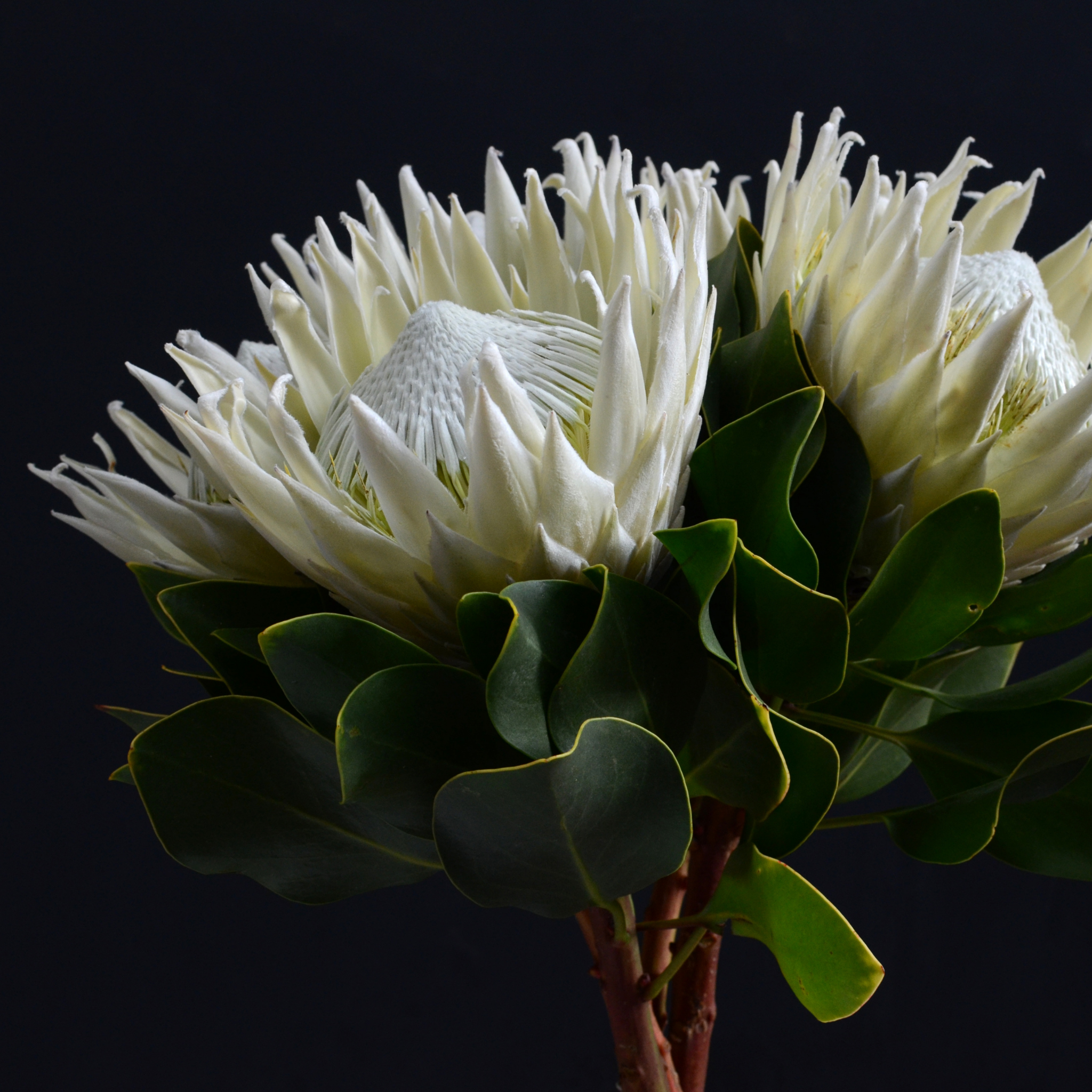 King White King Protea - Protea cynaroides King White