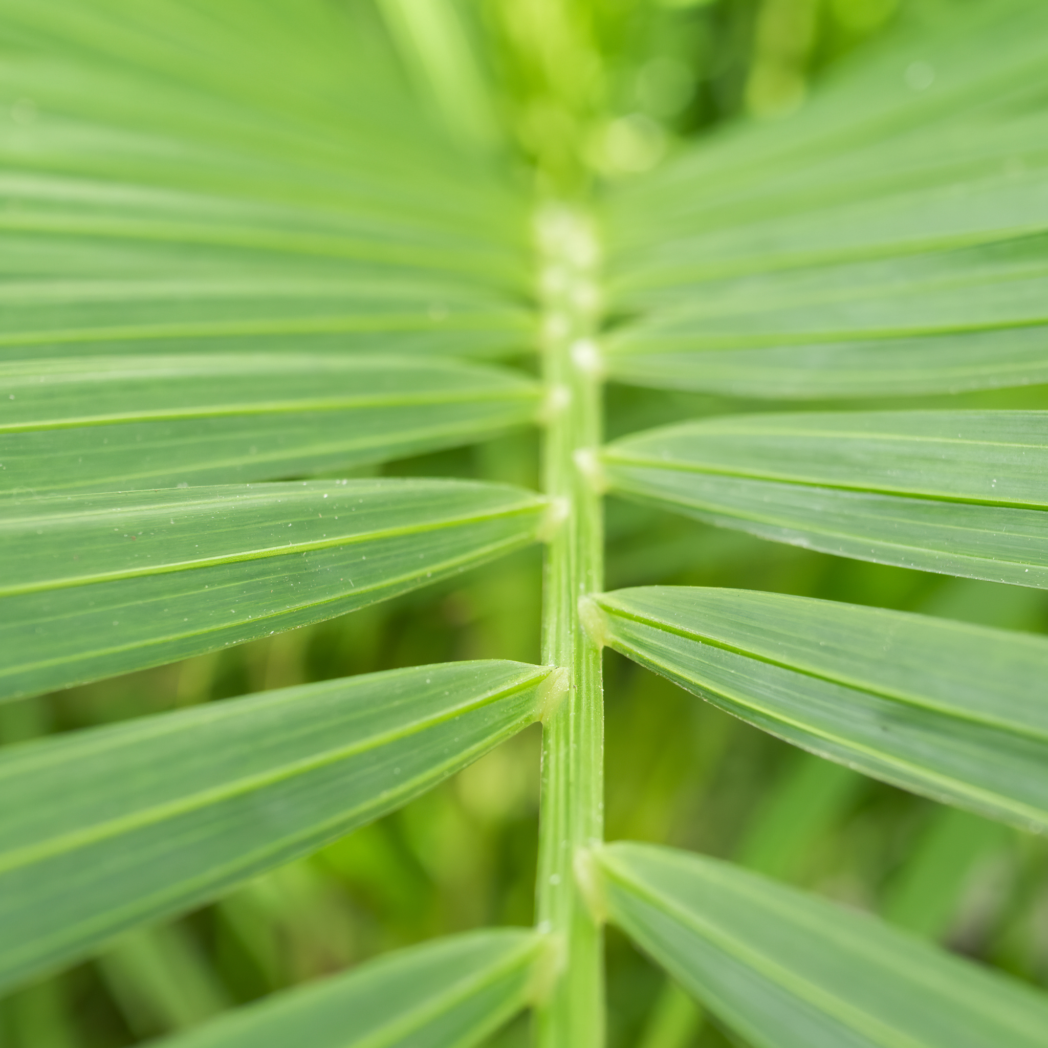 Areca Golden Cane Palm - Dypsis lutescens
