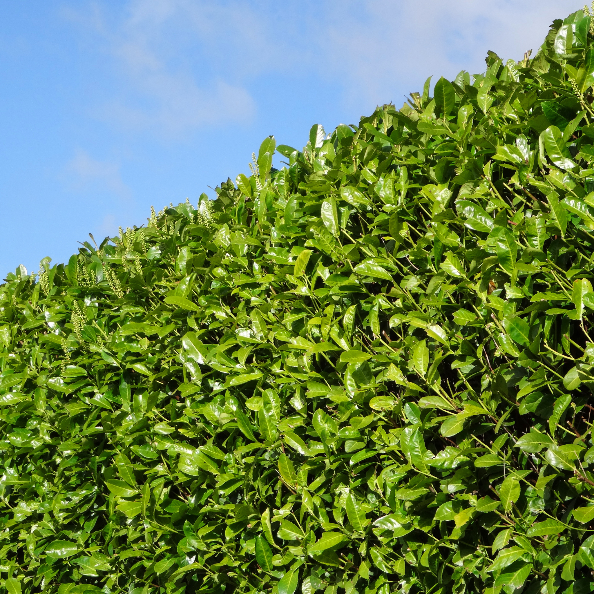 Tall green hedge against a blue sky