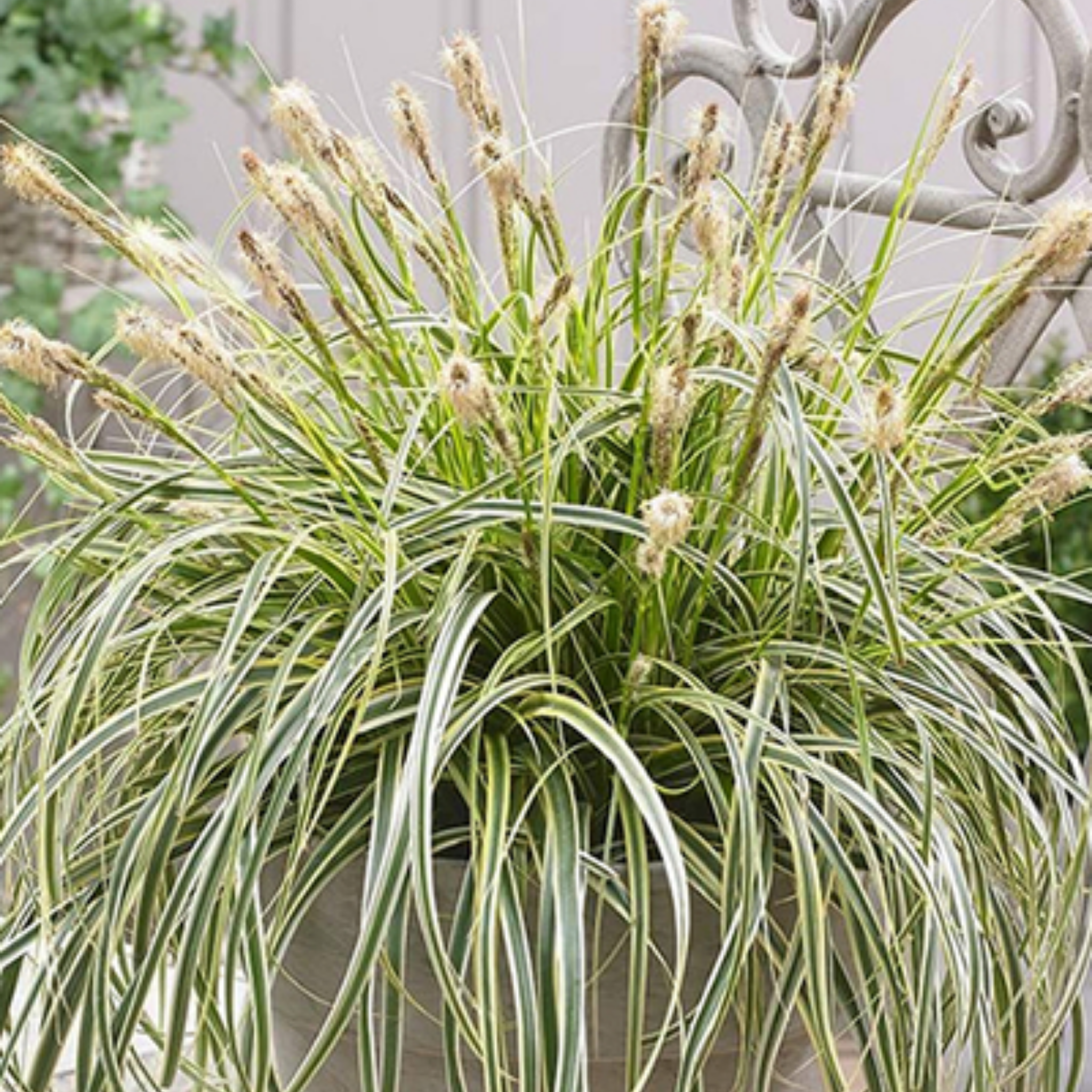 Potted plant with variegated leaves and tall grass-like structures against a blurred background