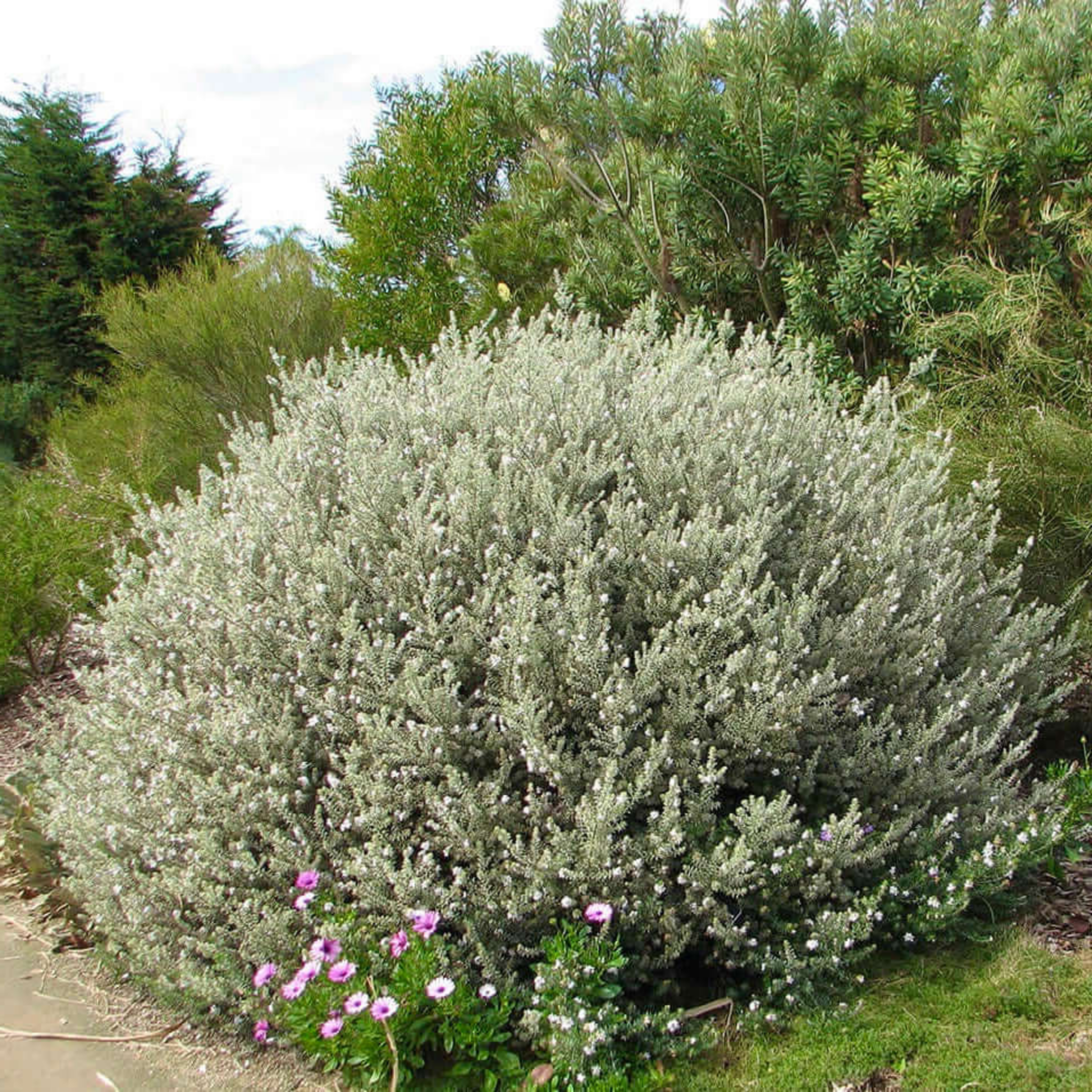 Coastal Rosemary Smokey - Westringia fruticosa Smokey