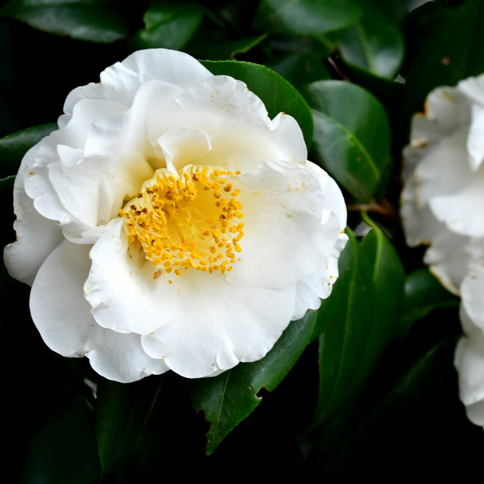 Camellia japonica Lovelight