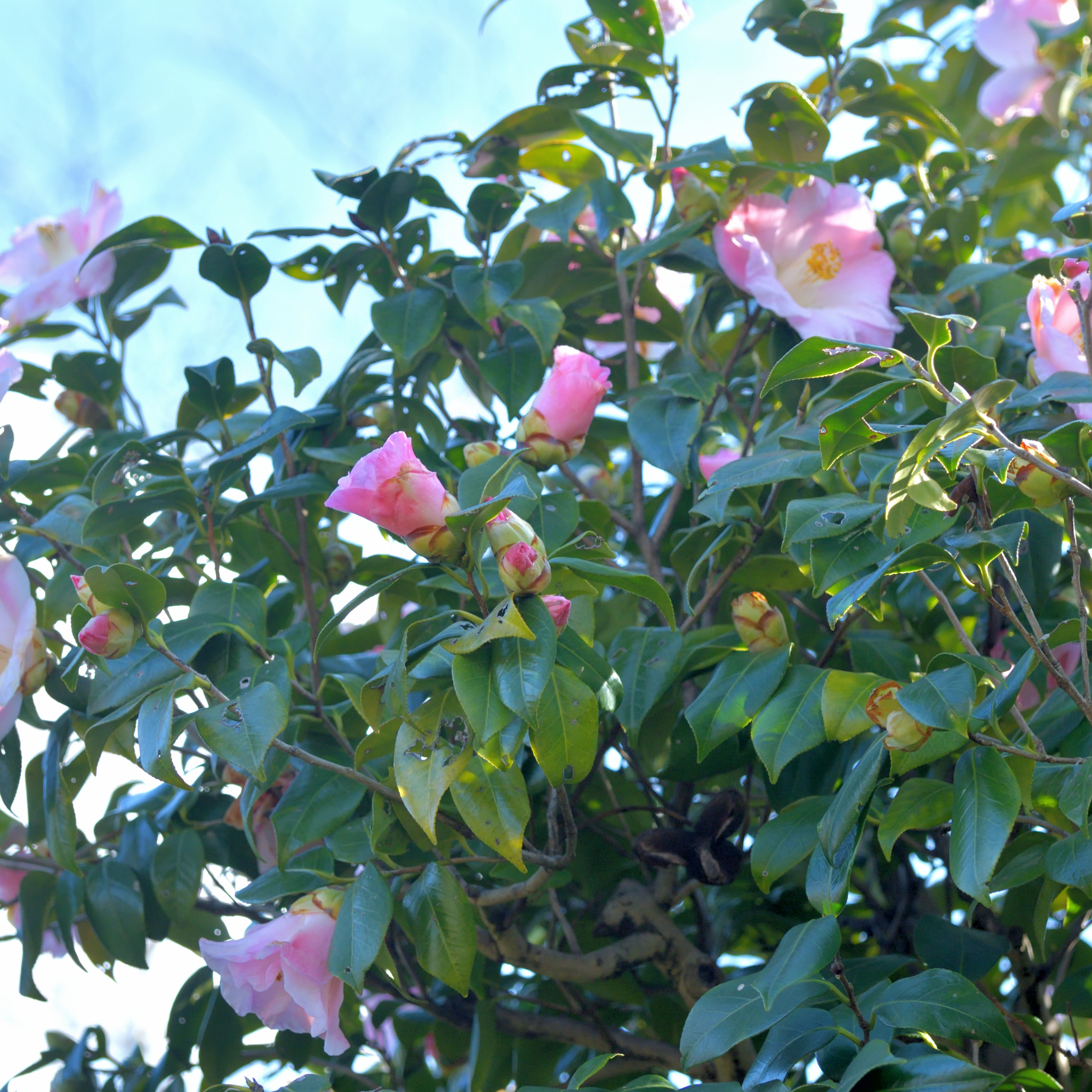 Camellia Sweet Jane - Camellia hybrida 'Sweet Jane'