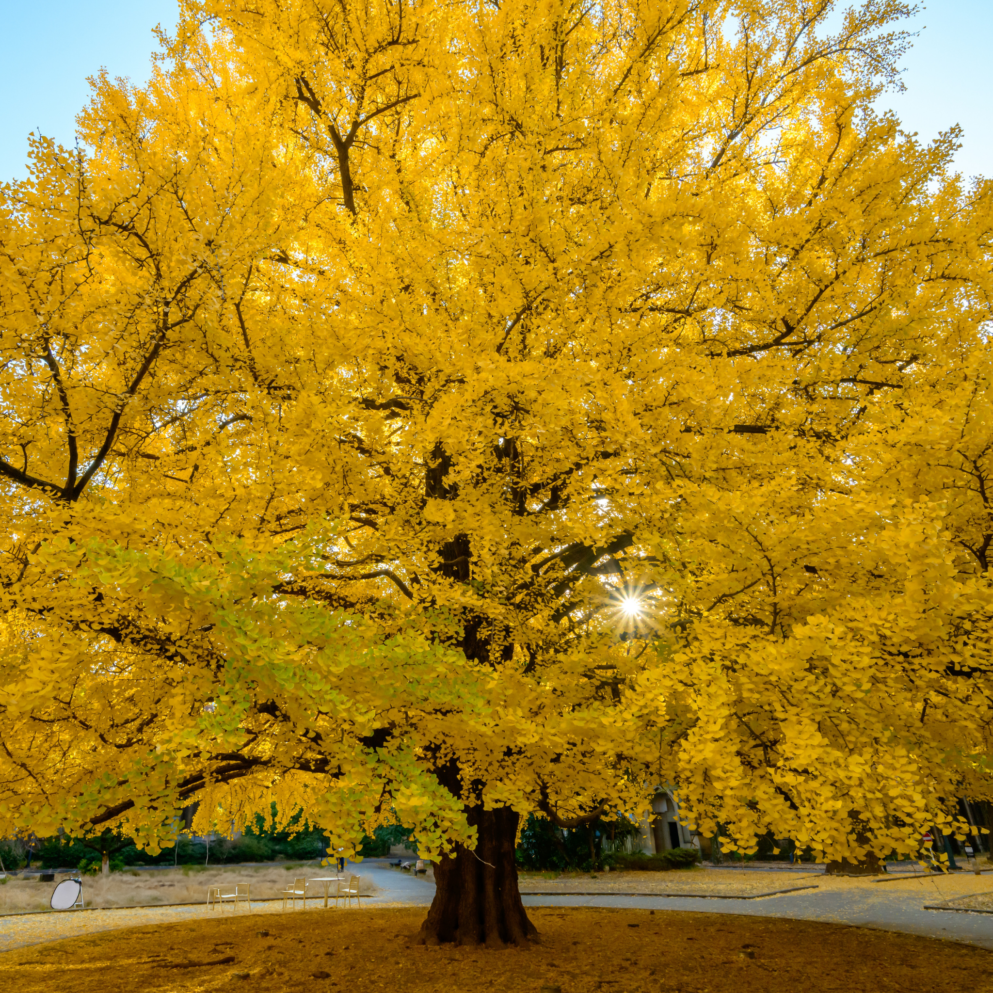 Ginkgo biloba - Maidenhair Tree Conifer